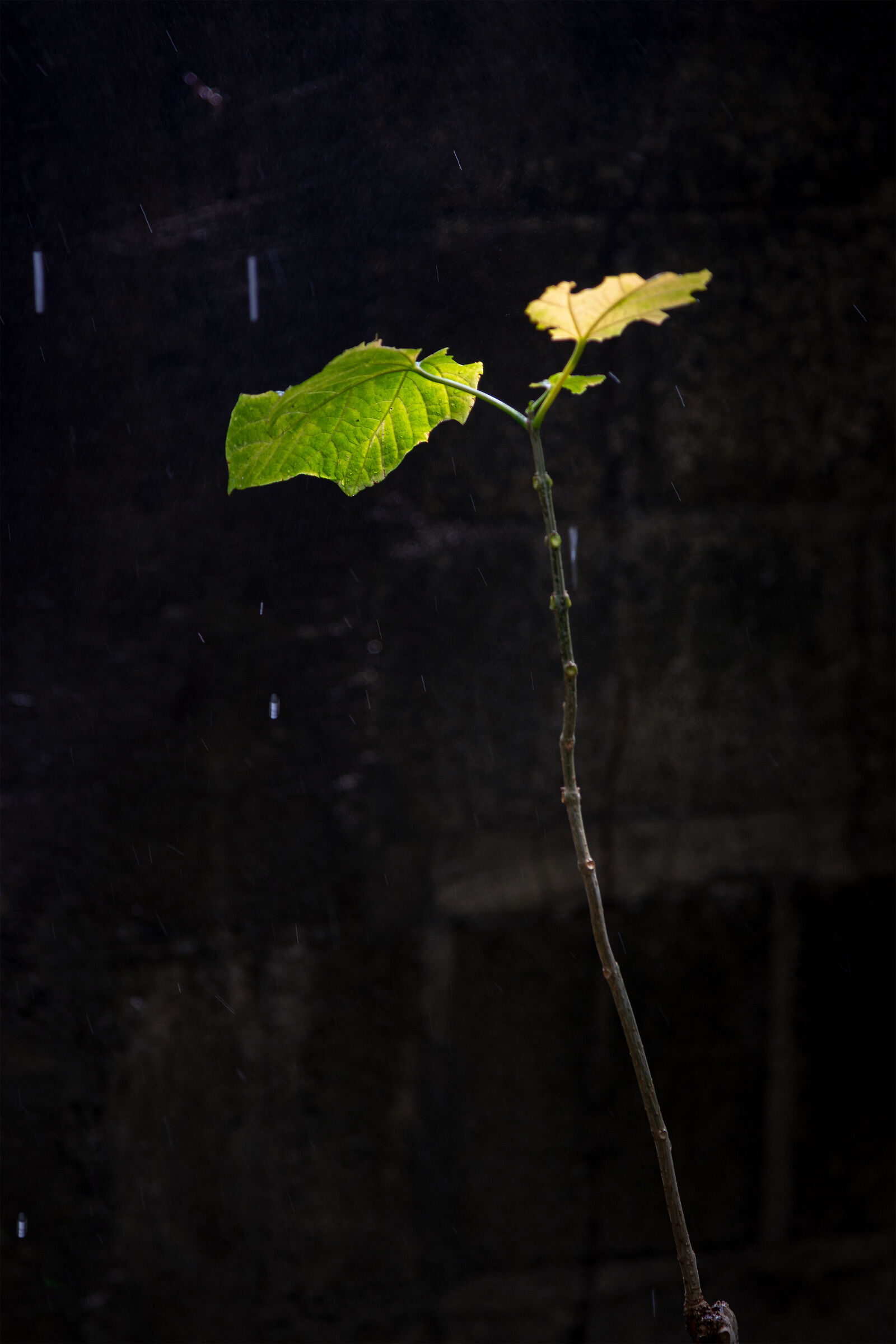 Aspettando la pioggia