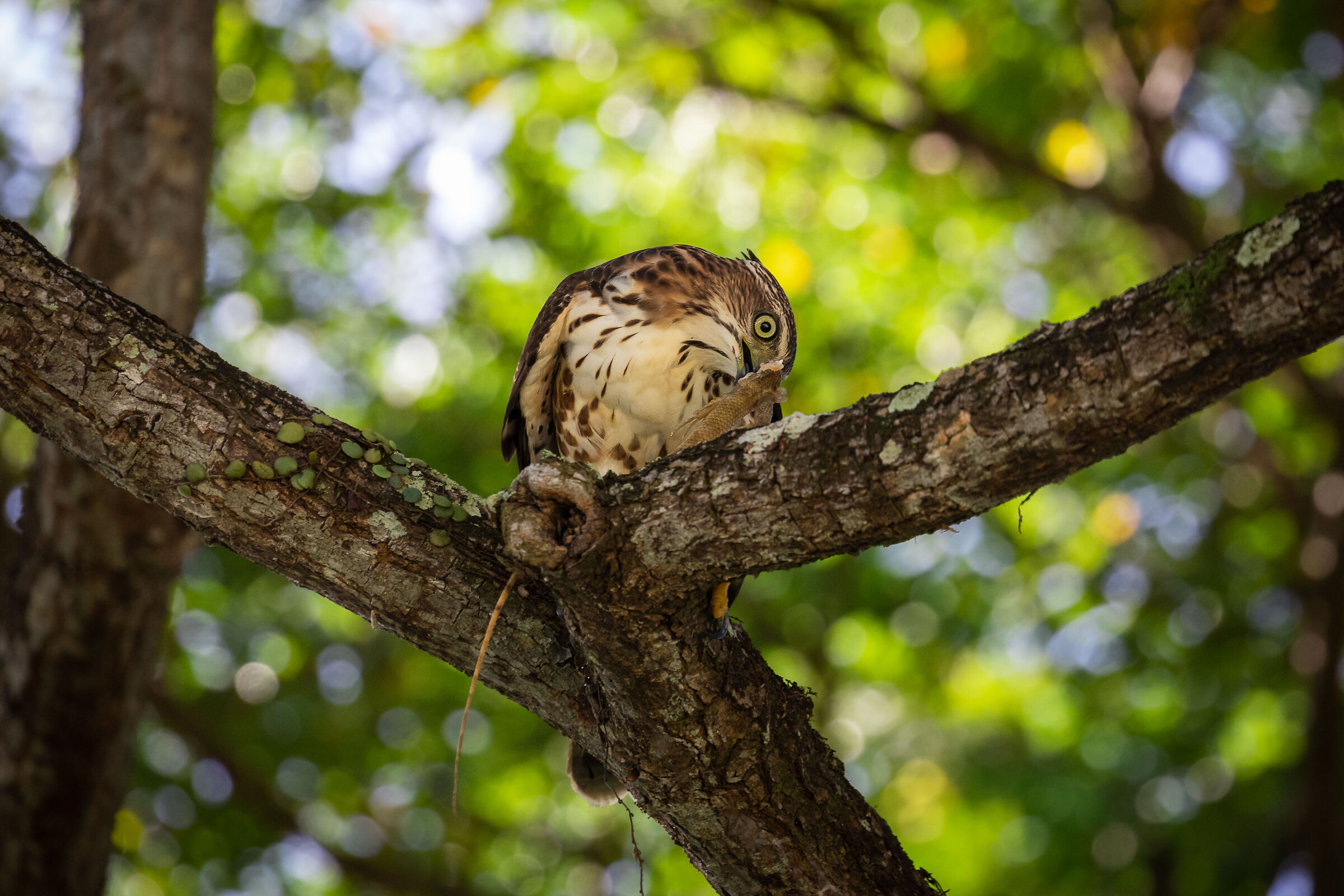 Astore crestato asiatico