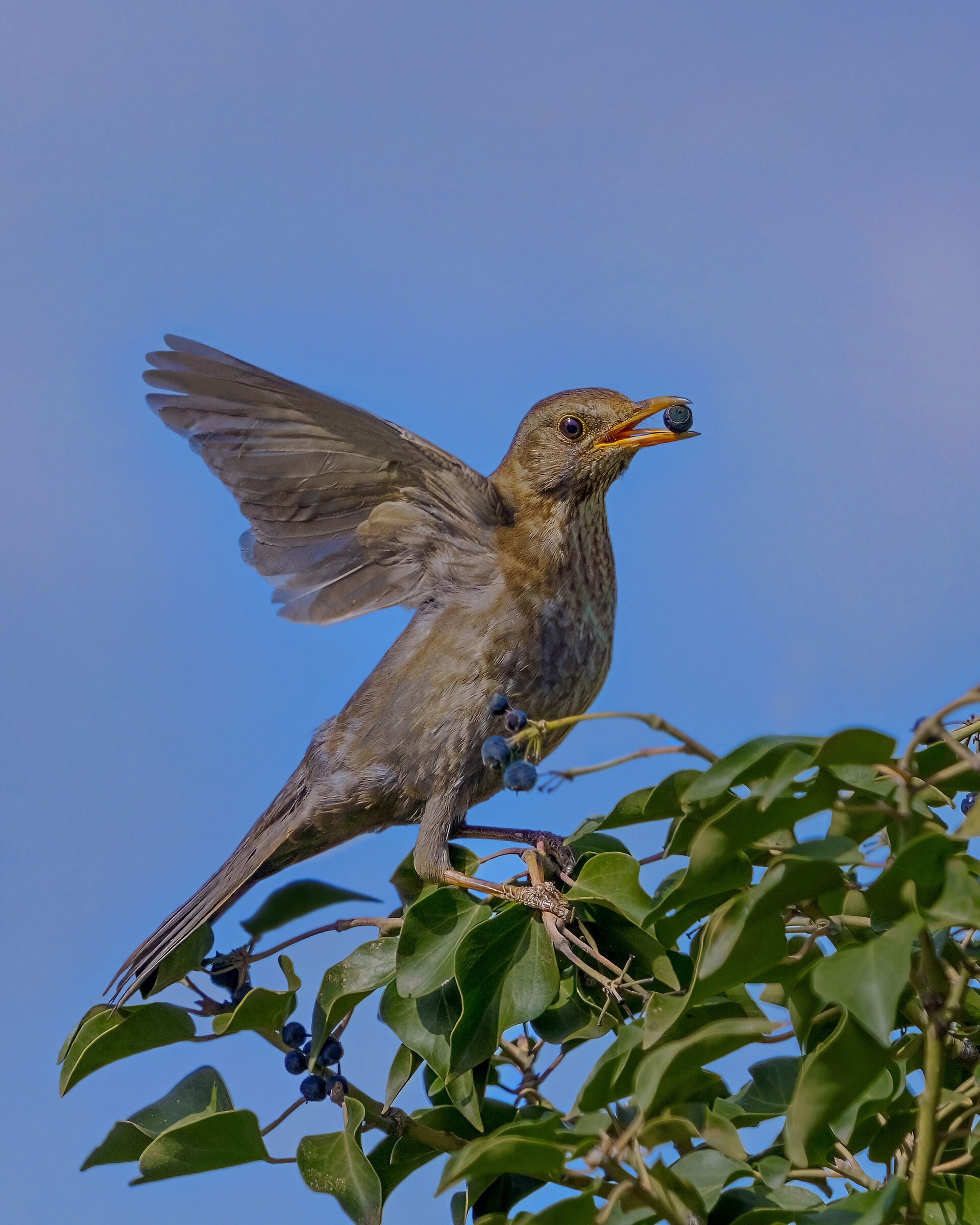 Femmina di merlo si ciba con bacche