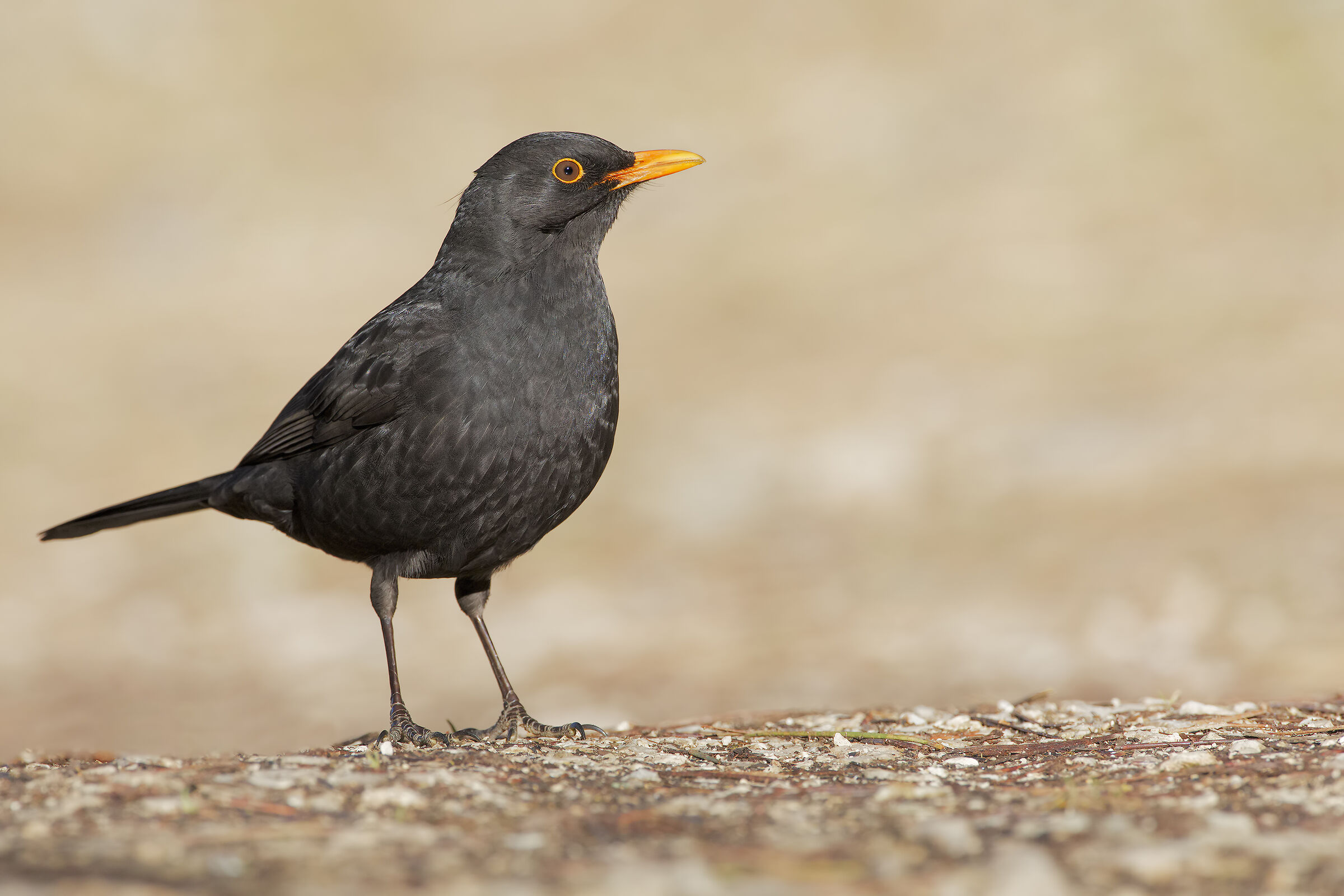 Blackbird