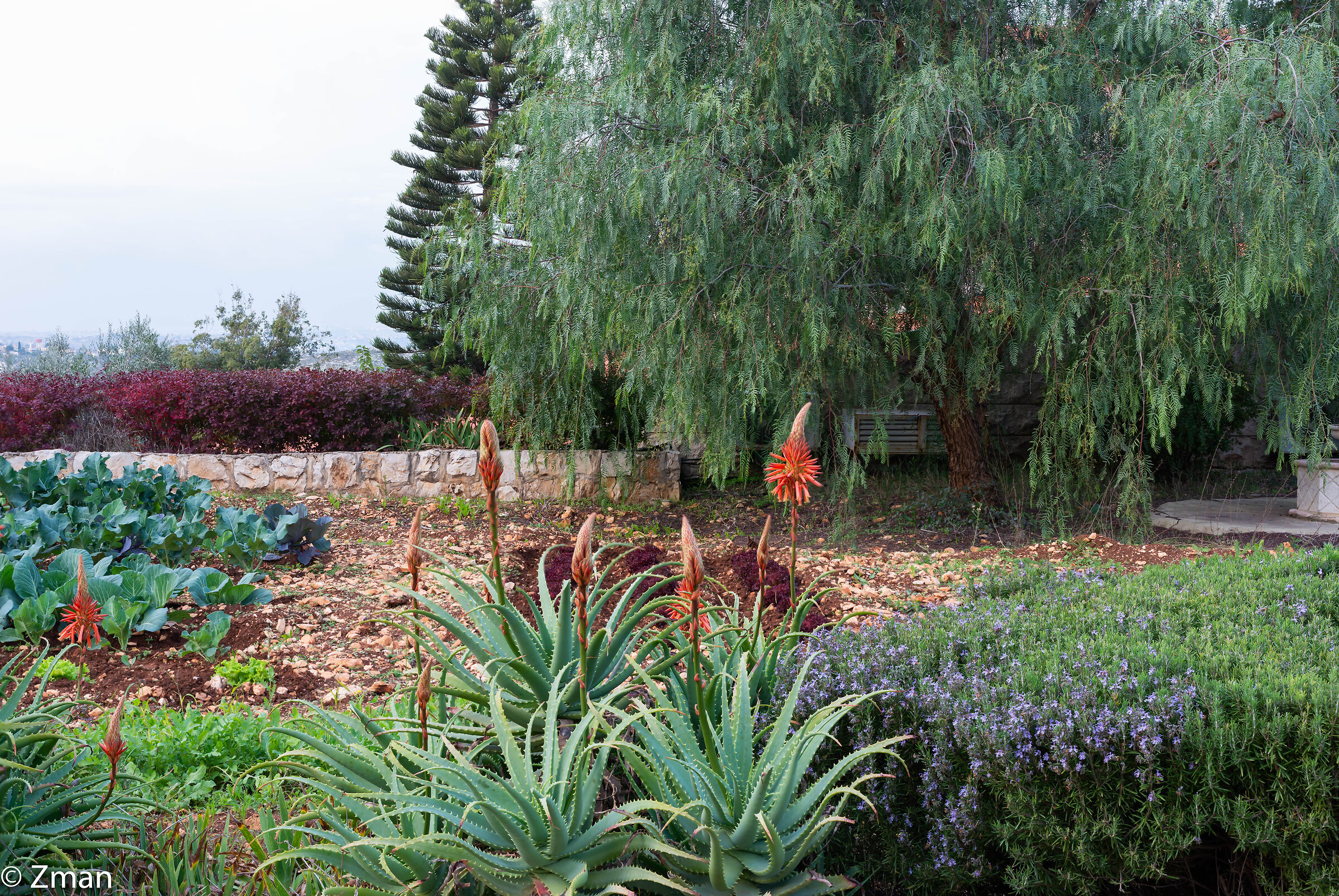 Aluvera, Albero del Pepe e L'Orto Biologico