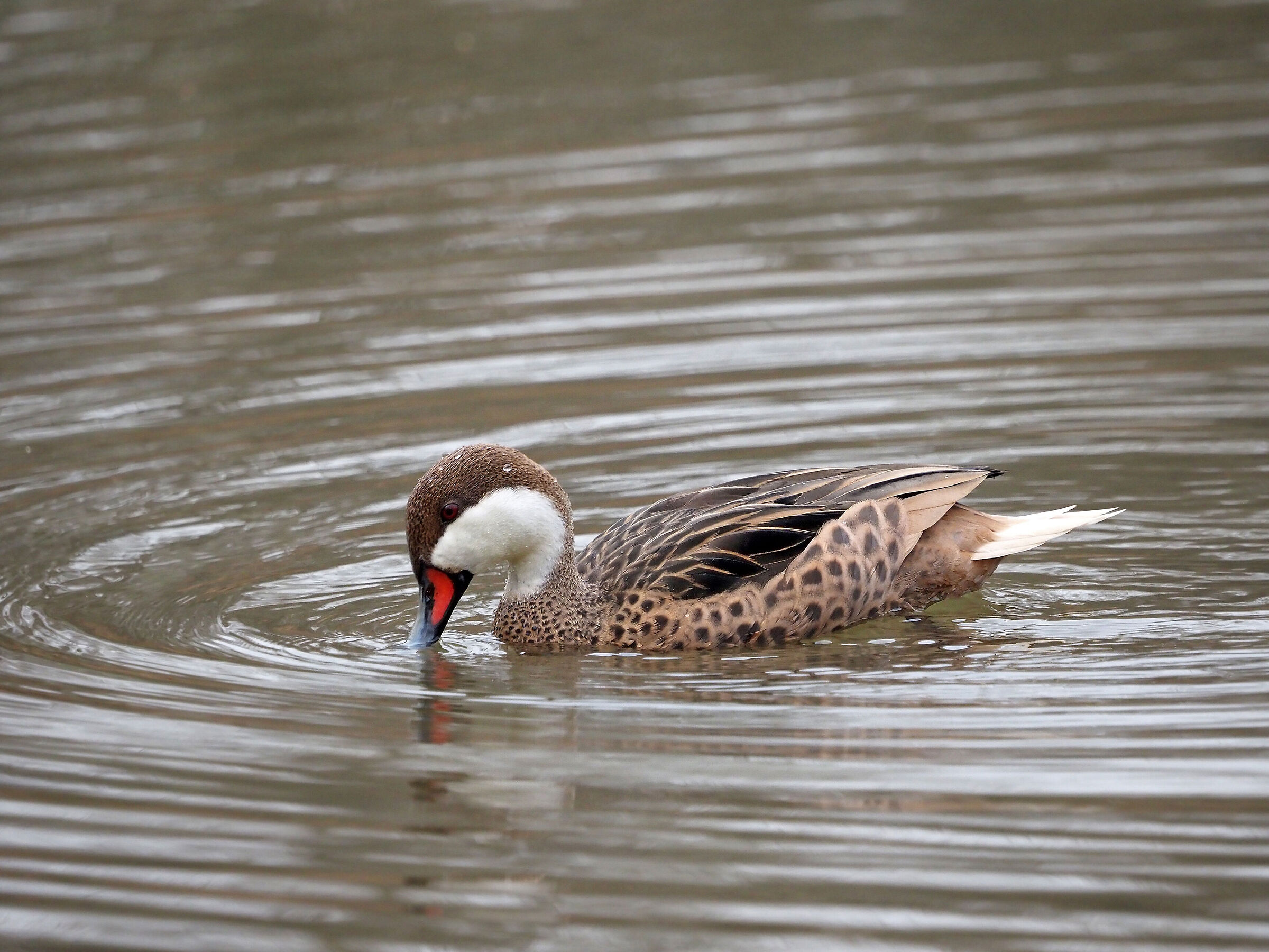Anas bahamensis (codone guance bianche)