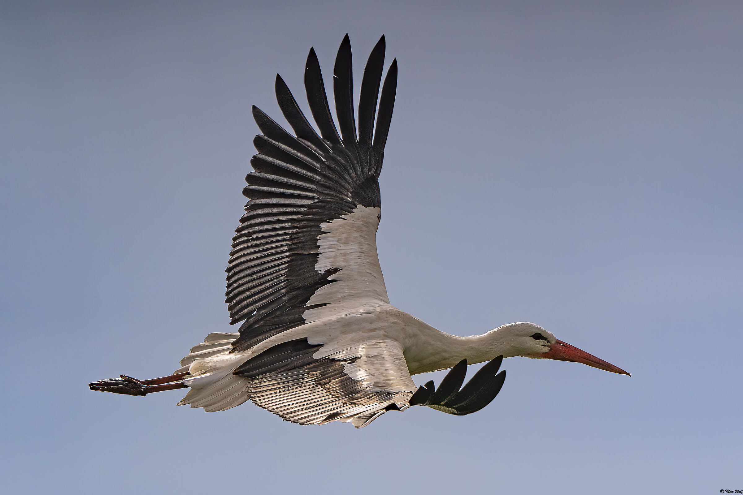 Romagna Stork