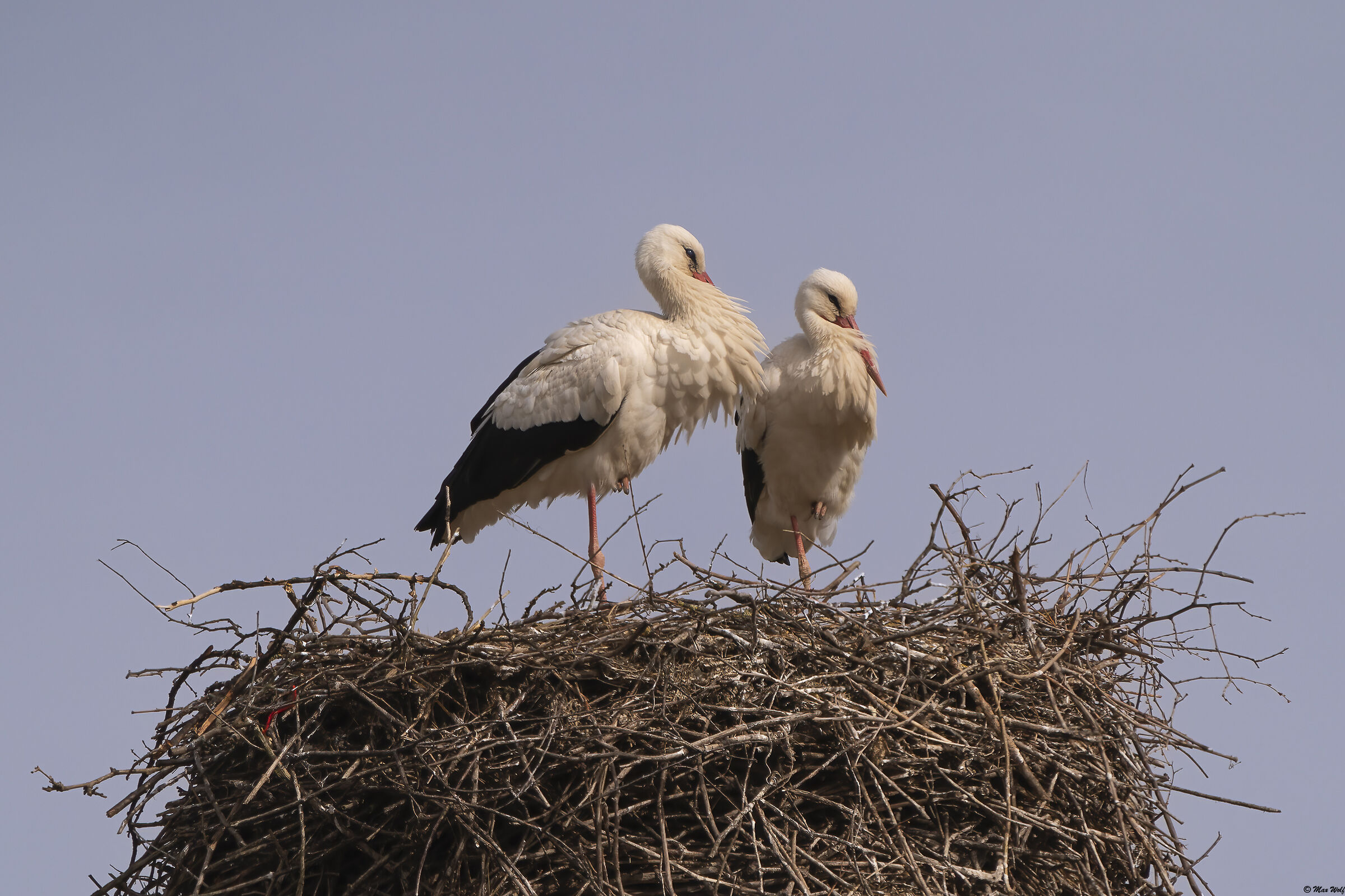 The Stork Family