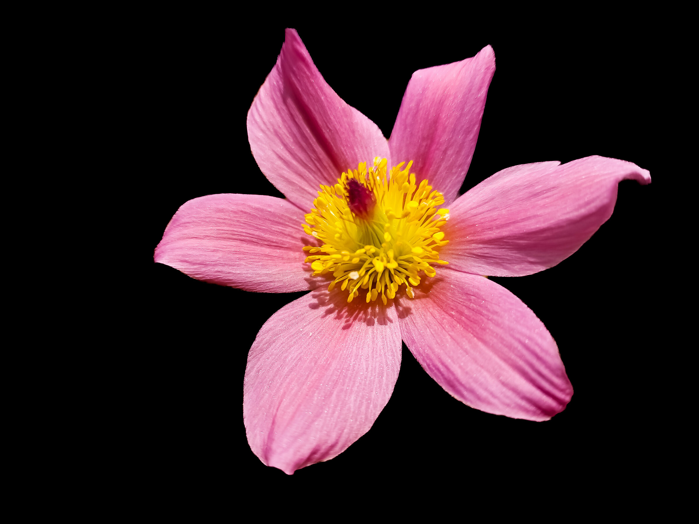Pulsatilla rosa