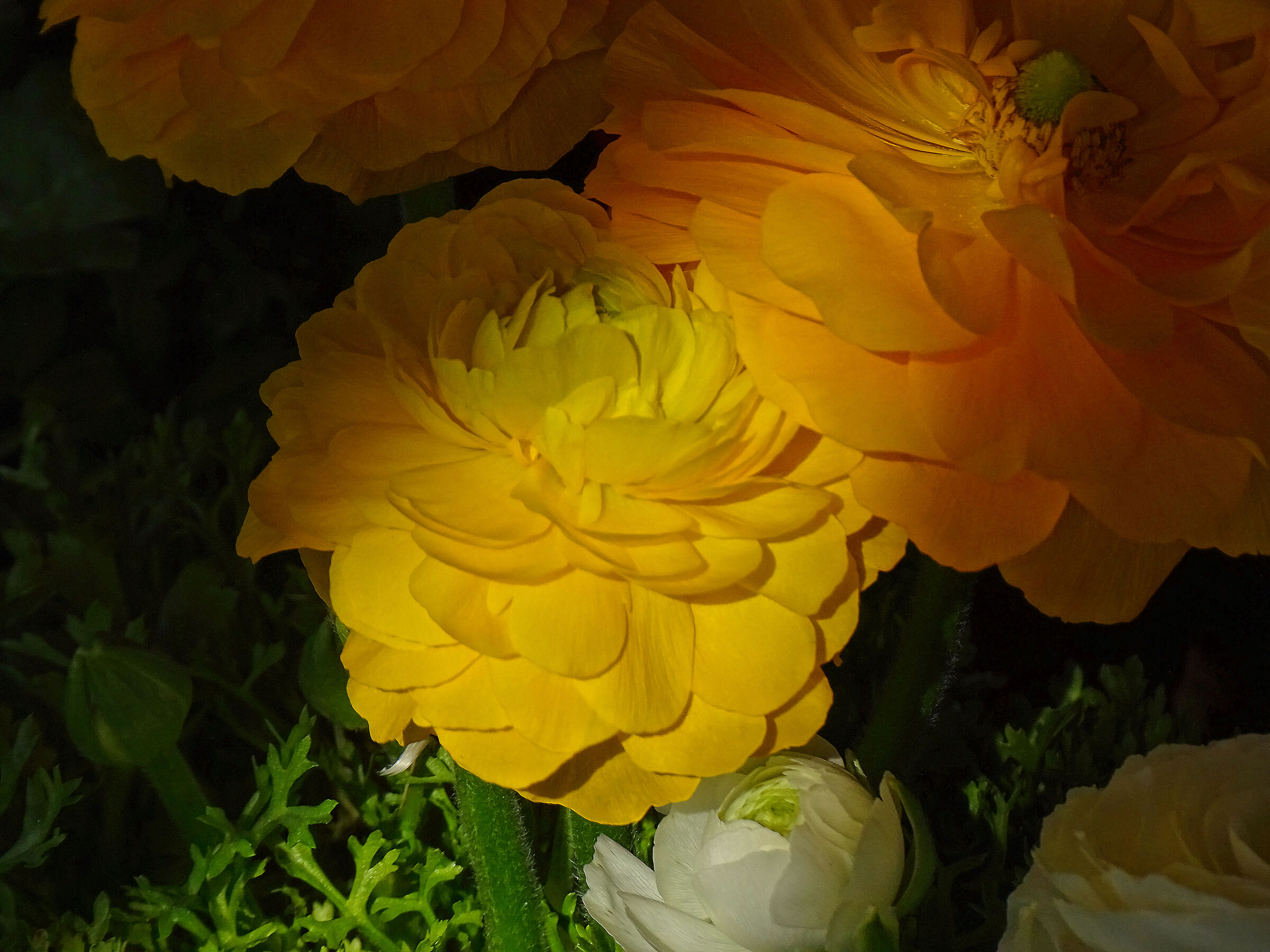 Ranuncoli 19,5x crop.1,00