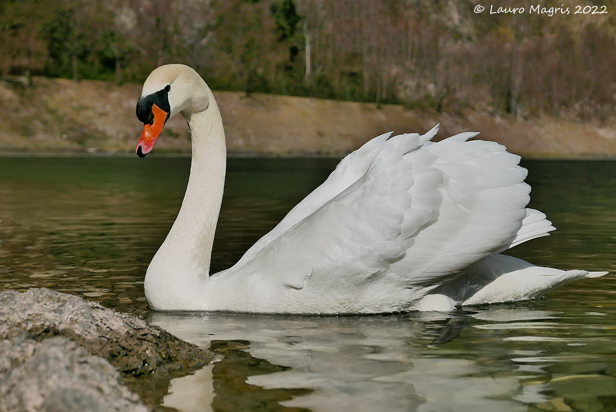 L'eleganza del cigno