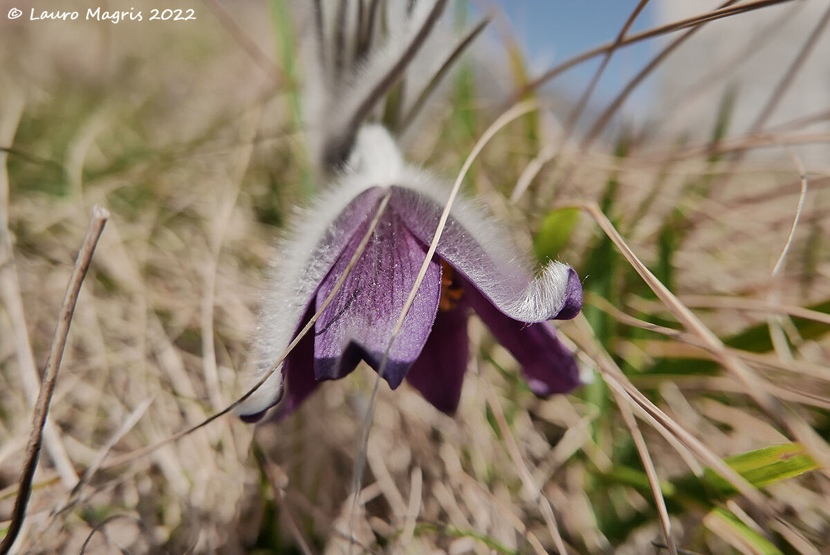 Pulsatilla comune