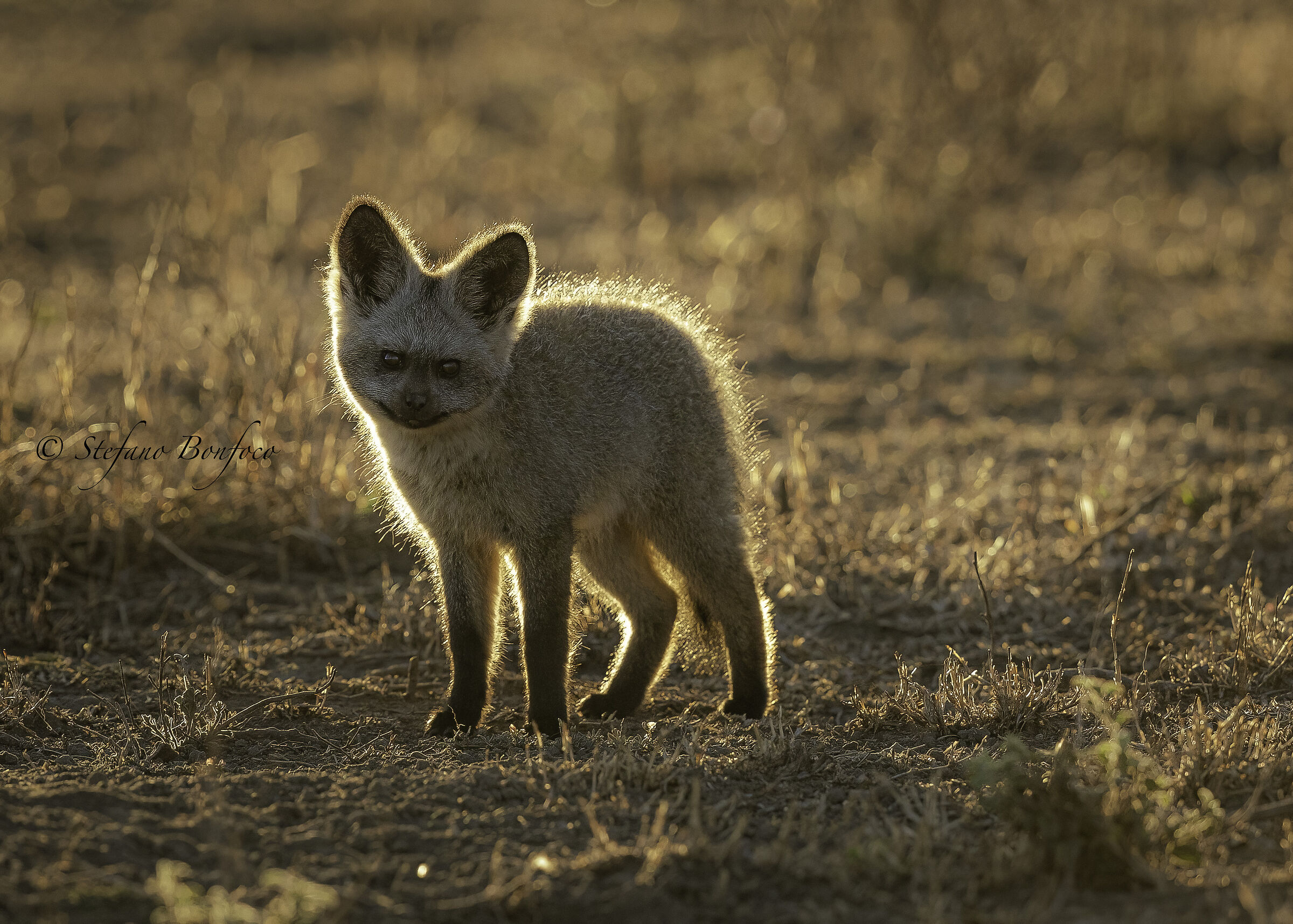 Volpe dalle orecchie di pipistrello (Otocyon megalotis)
