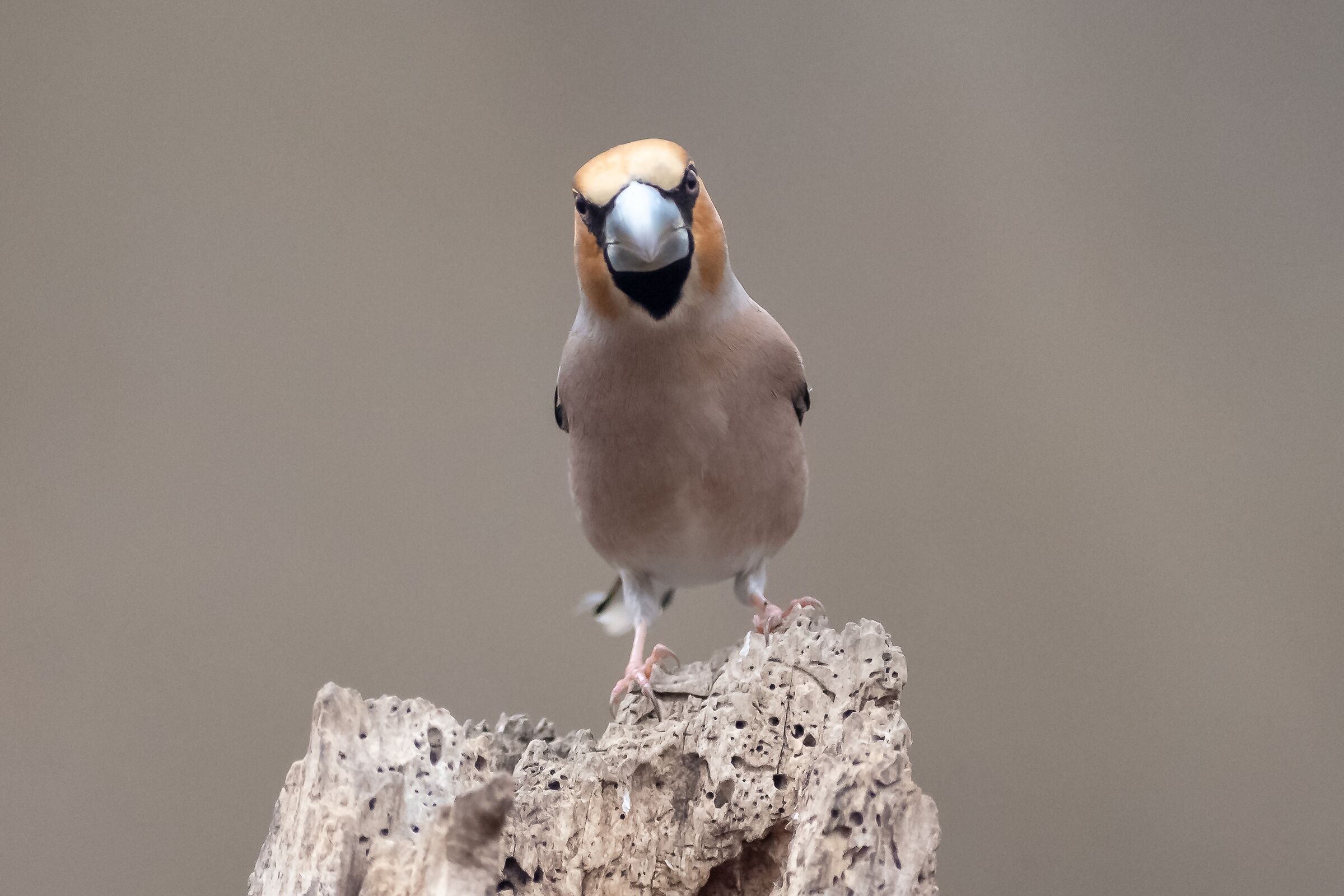 Dunque... Oggi interroghiamo... interroghiamo...