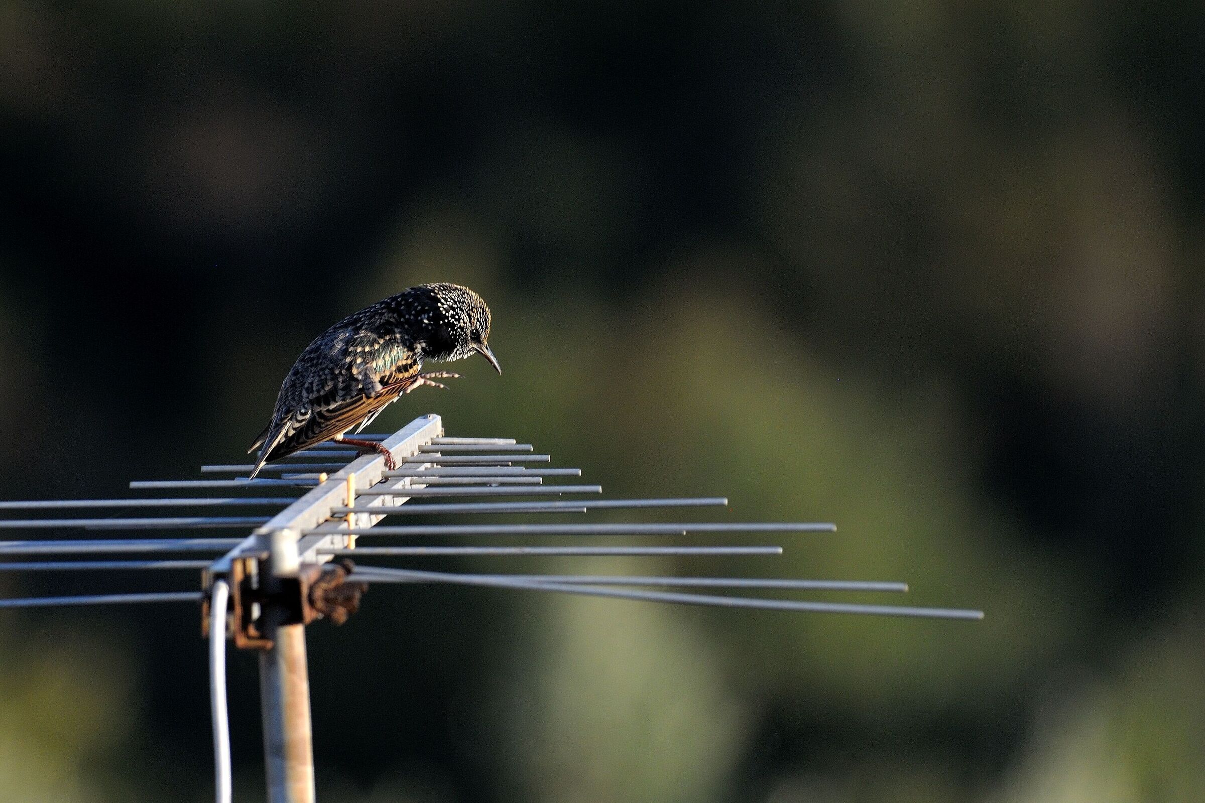 Mi vedrete in televisione