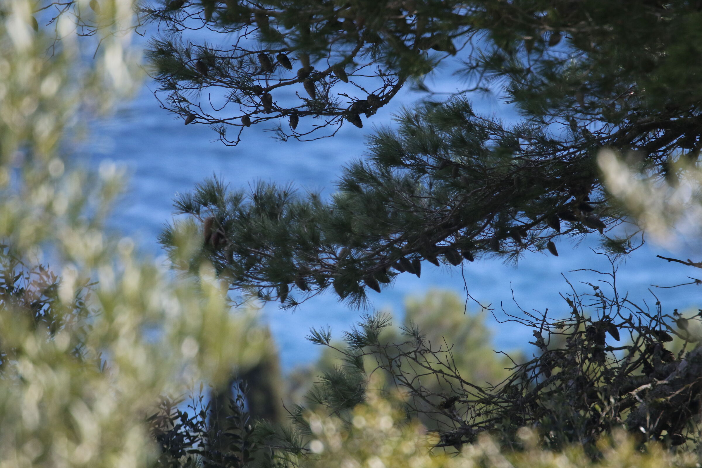 Canon 7D II - DO 70-300 / Crop 480