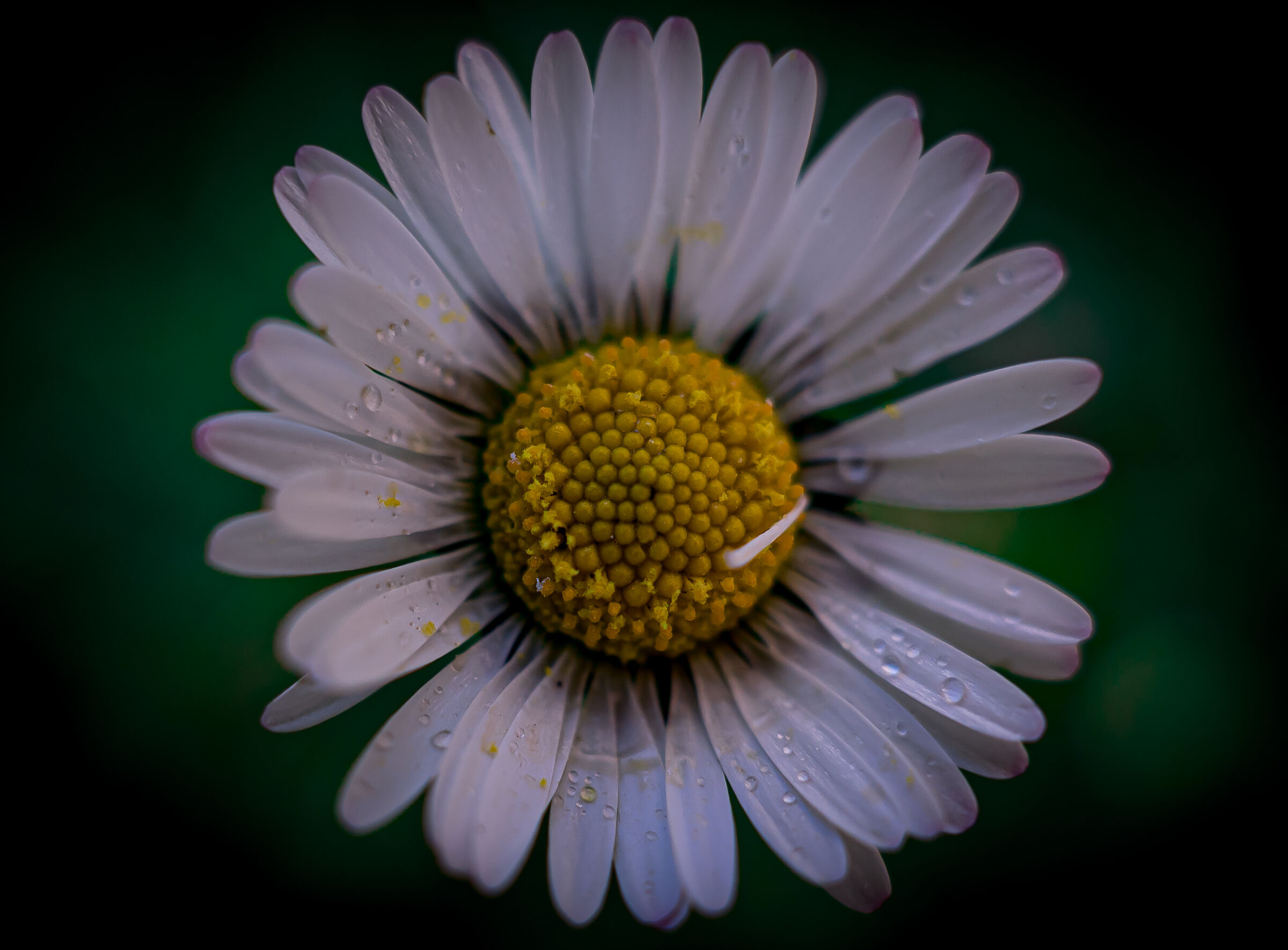 Margherita