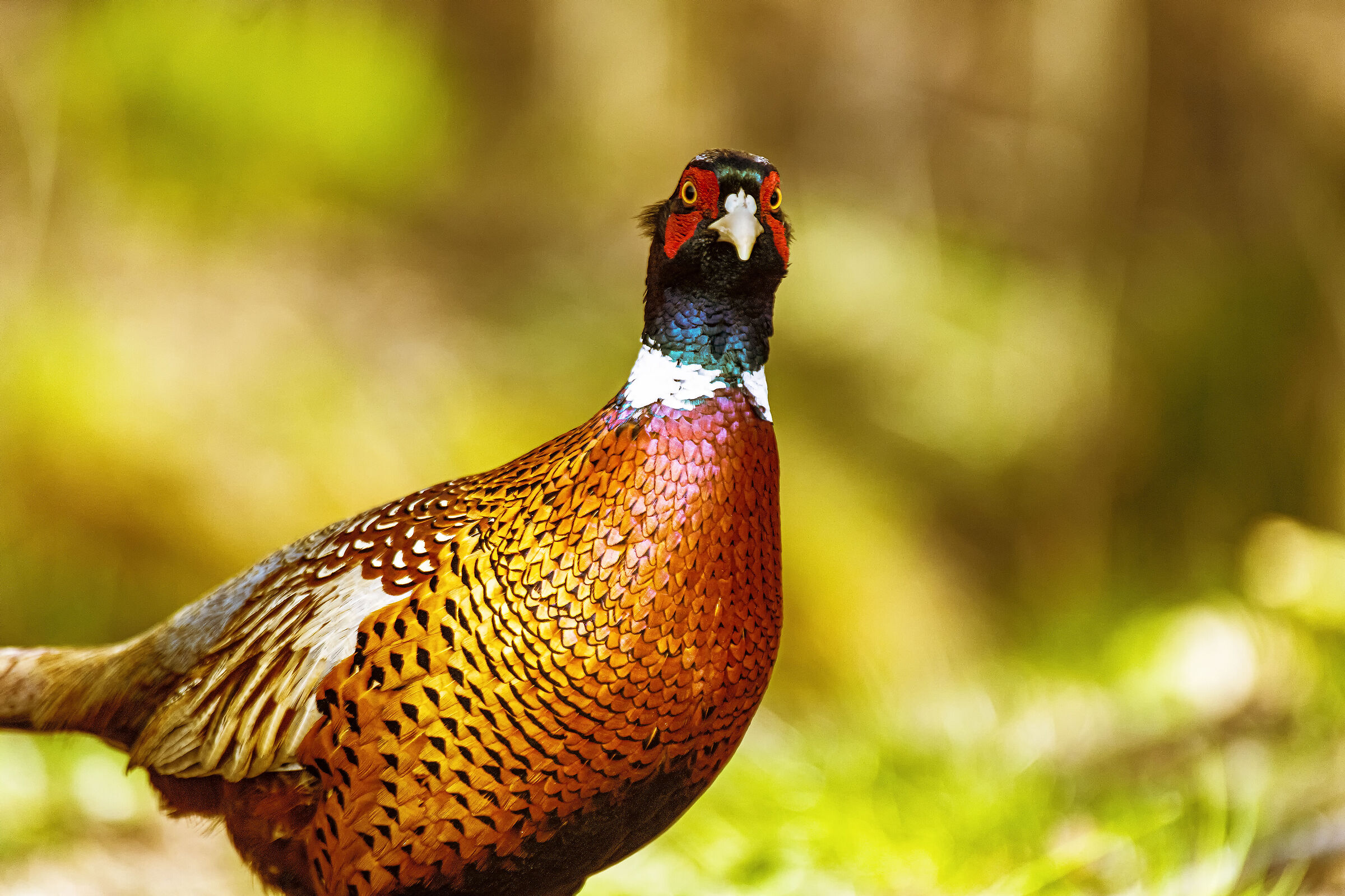 Pheasant coming soon