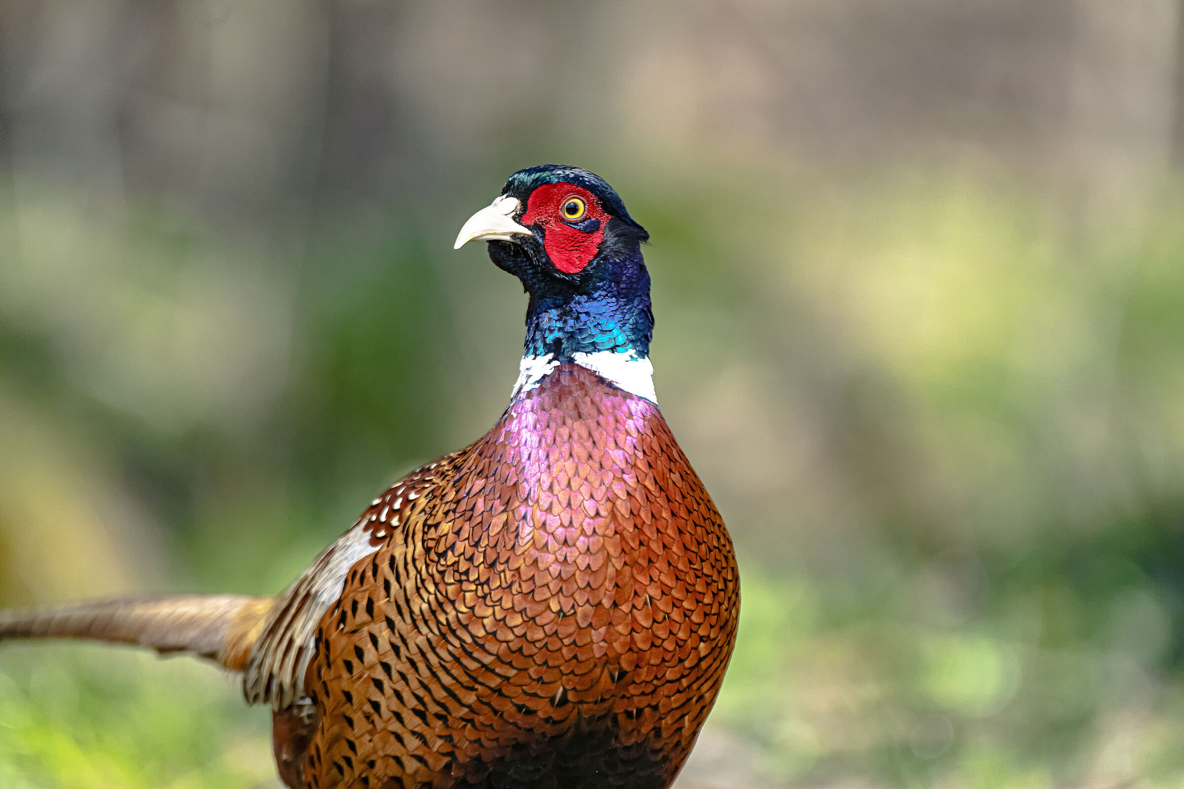 Pheasant