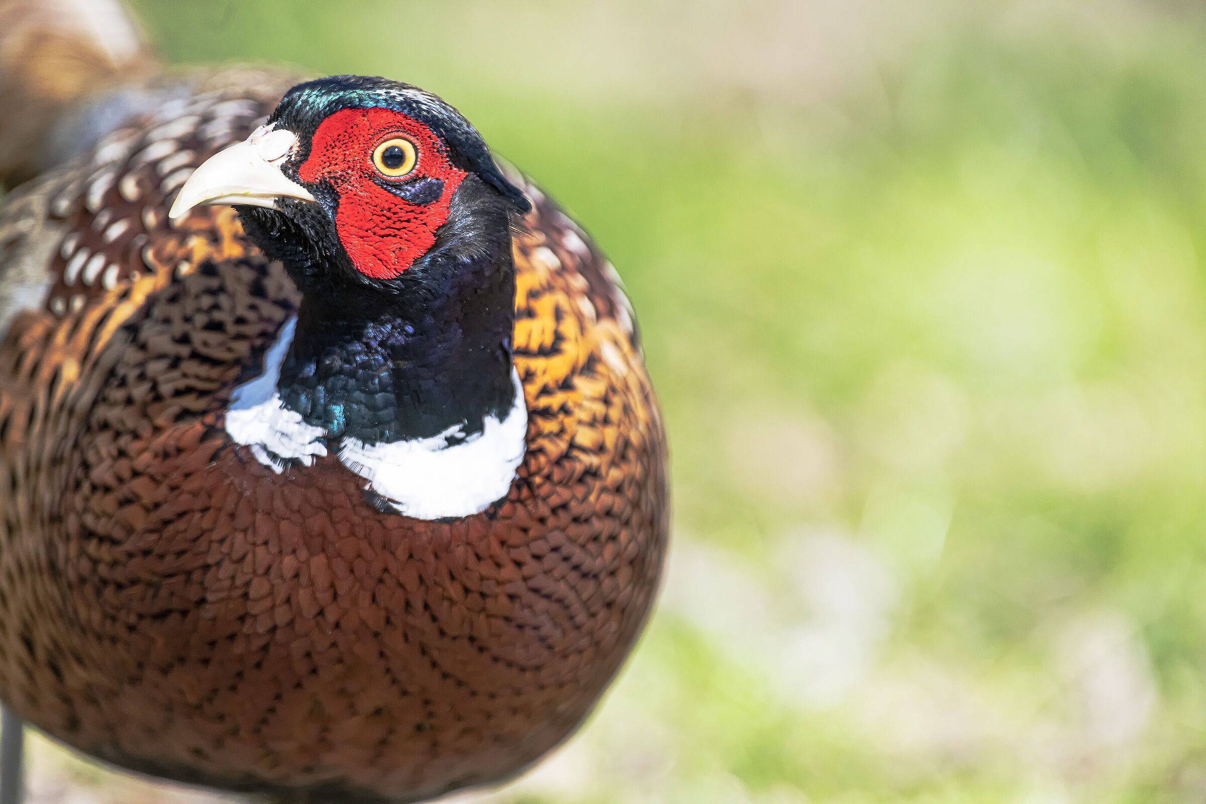 Pheasant coming soon