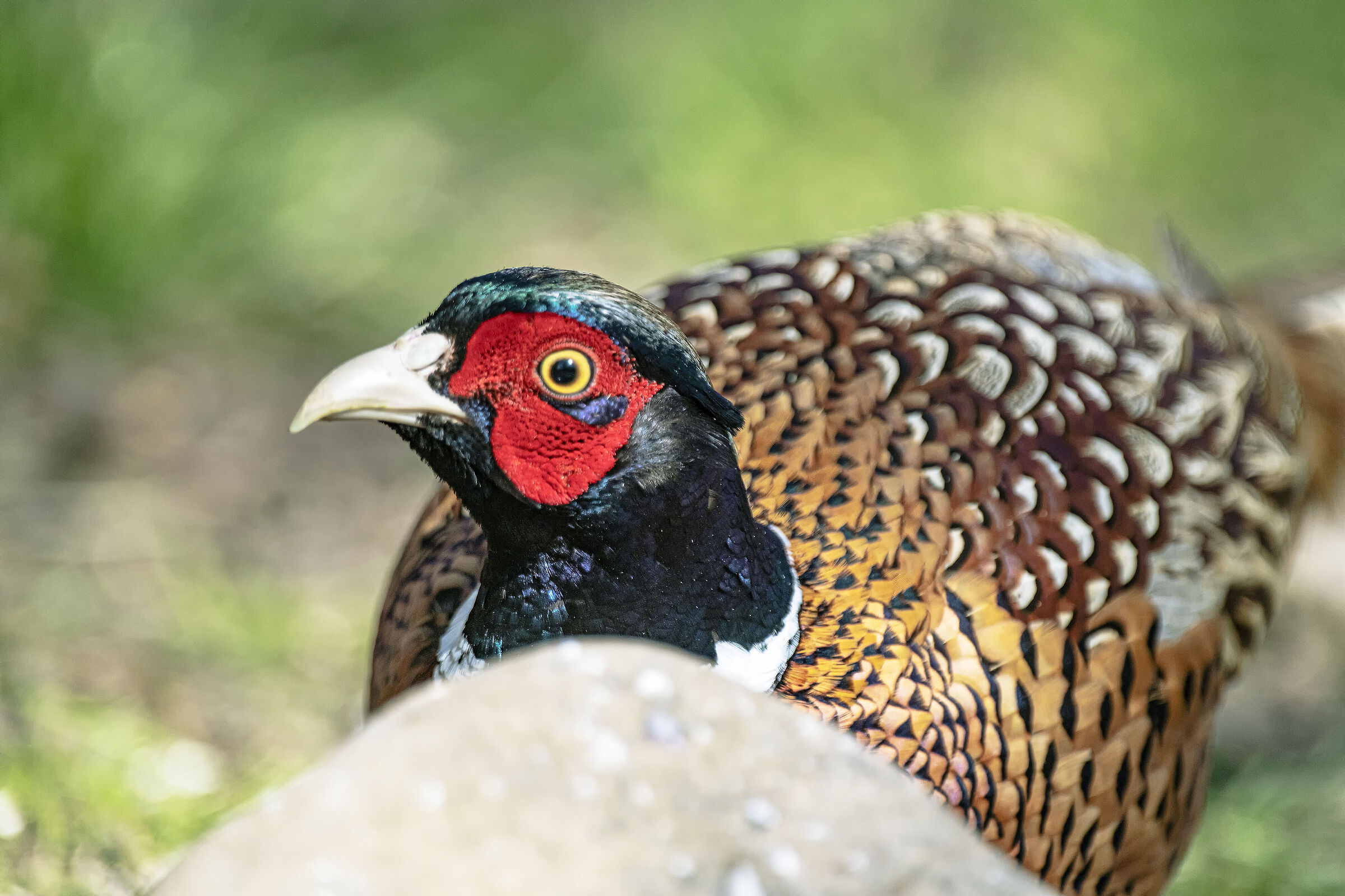 The Pheasant and the boulder