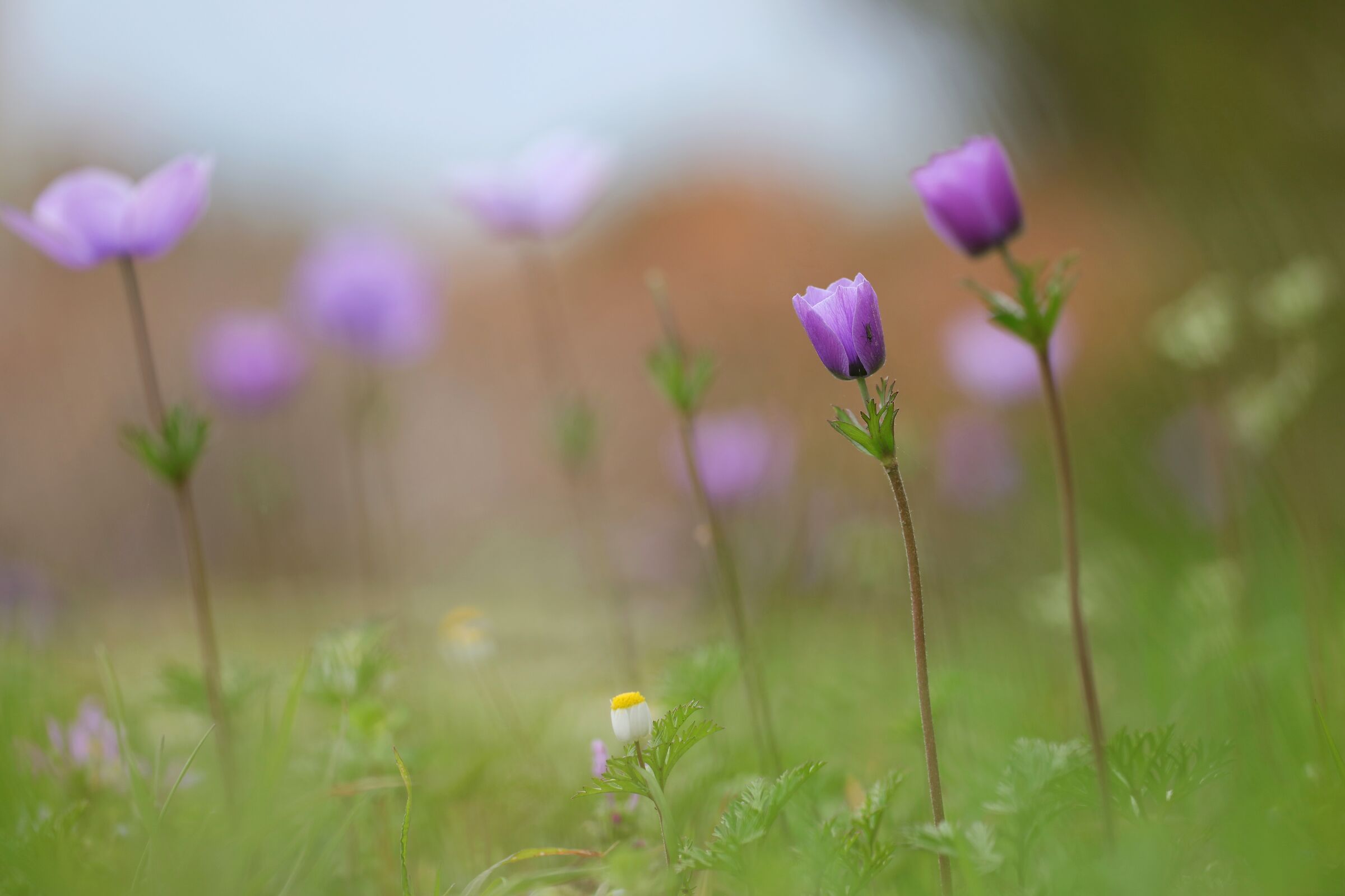 Anemone Coronaria