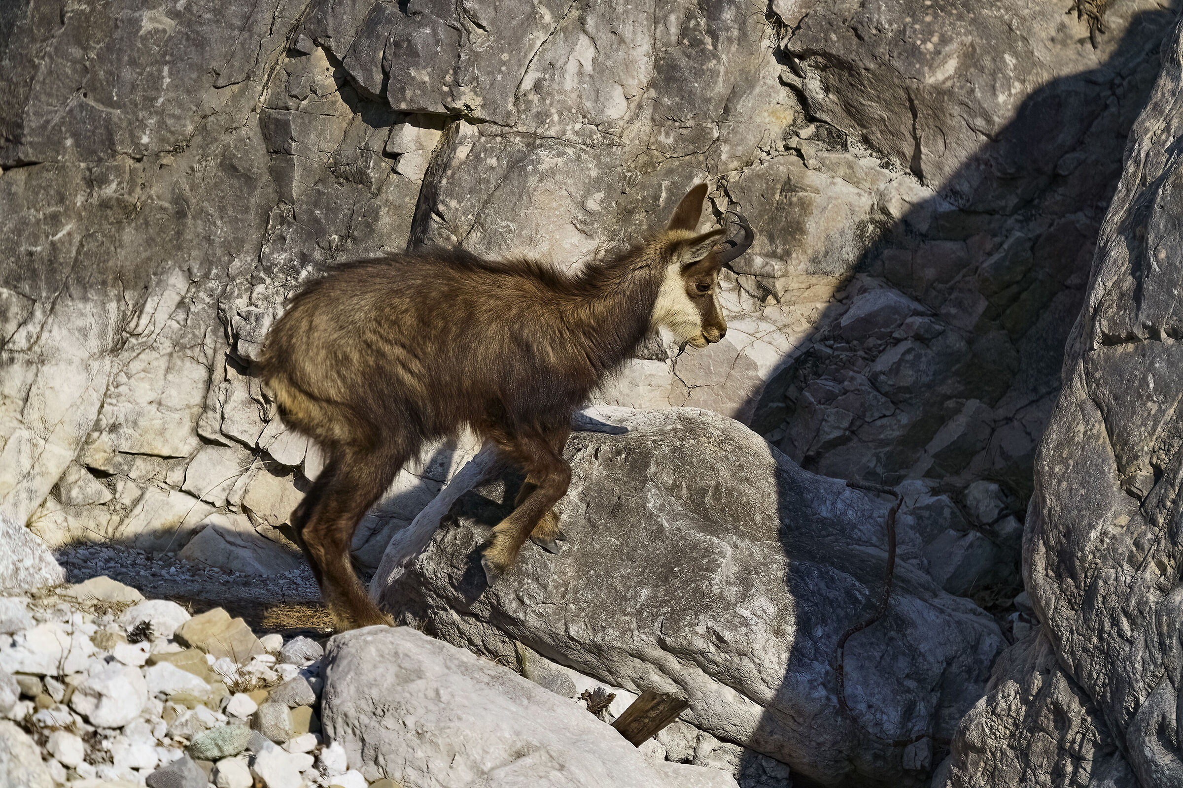 Young chamois