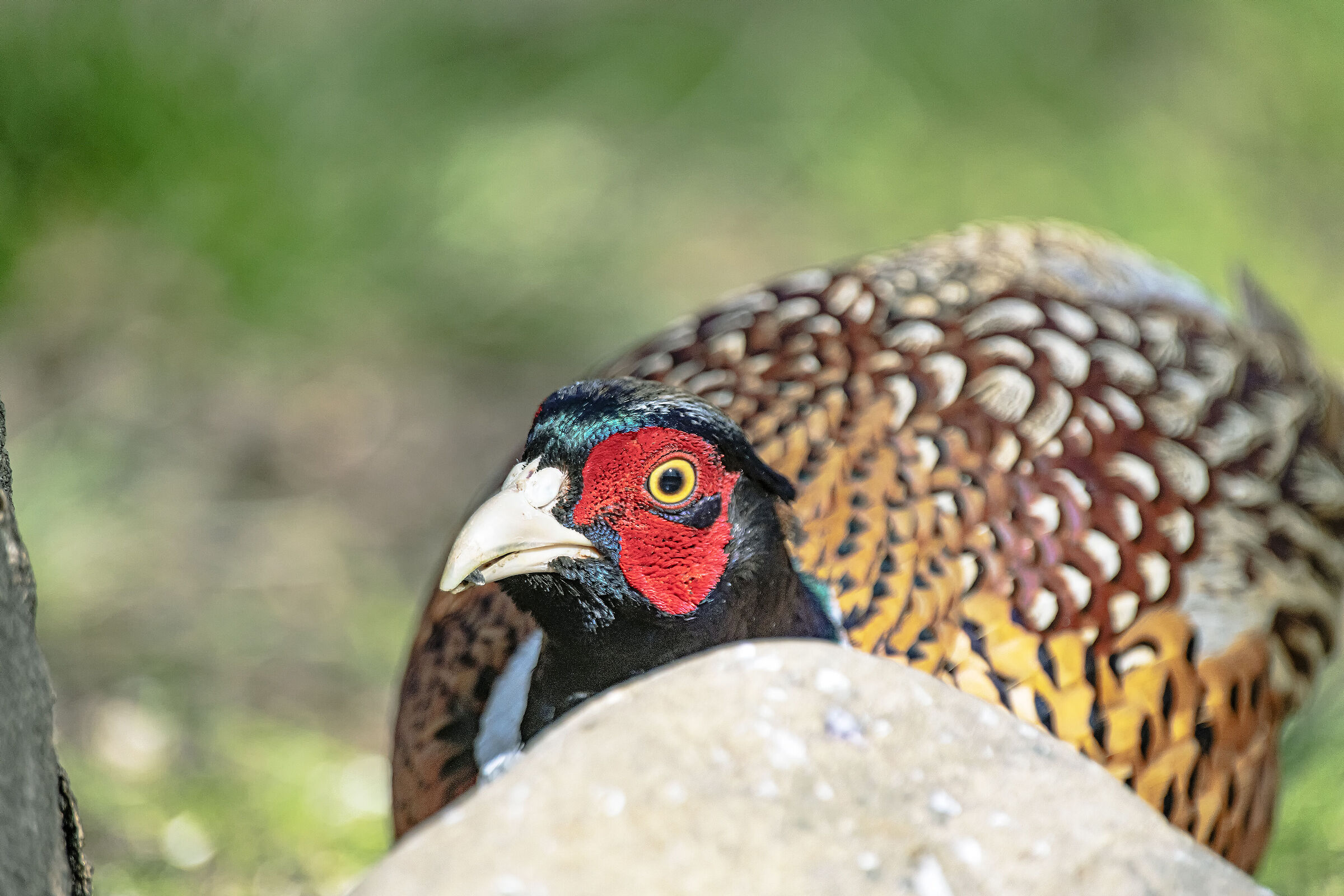 Pheasant