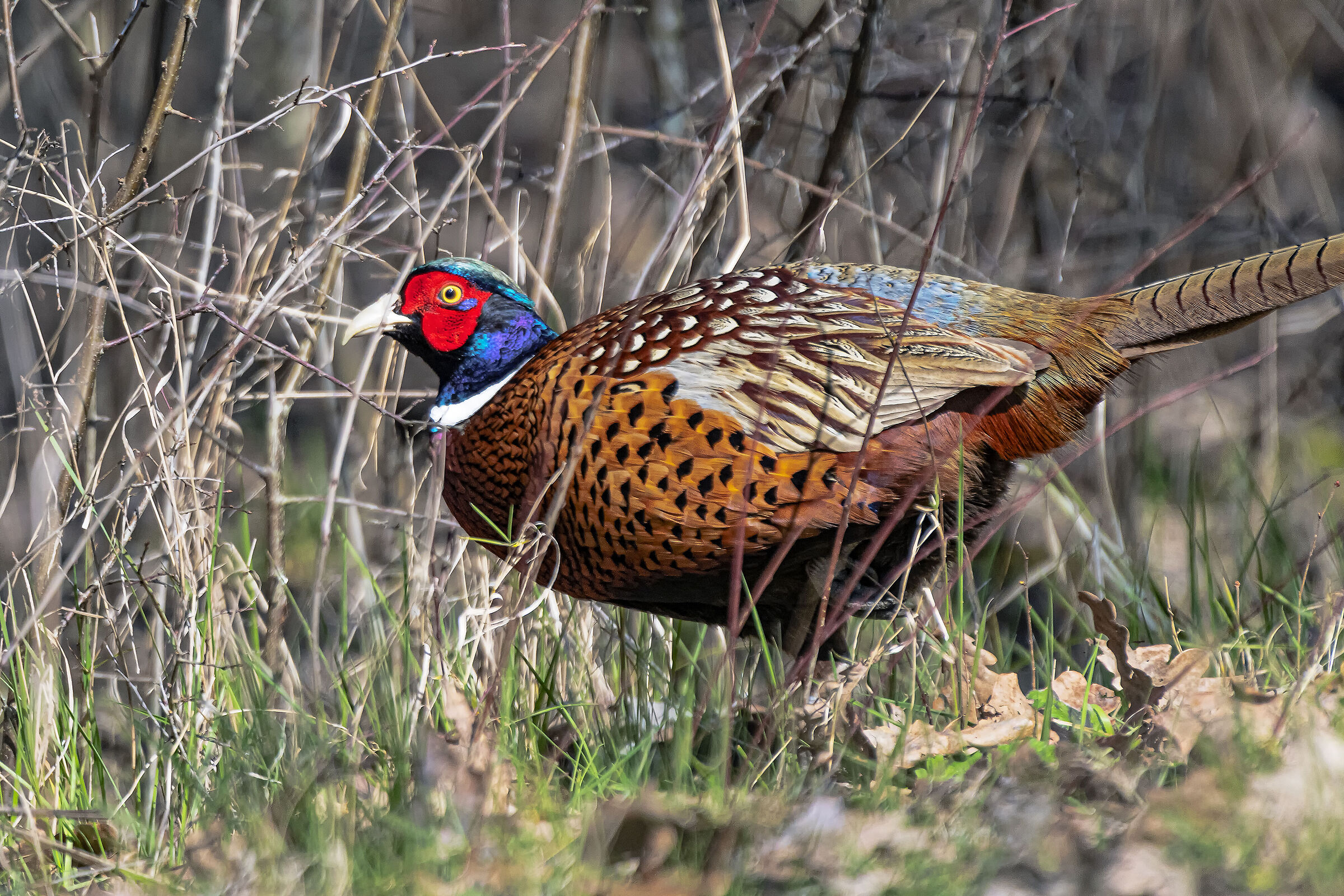 Pheasant in the thick