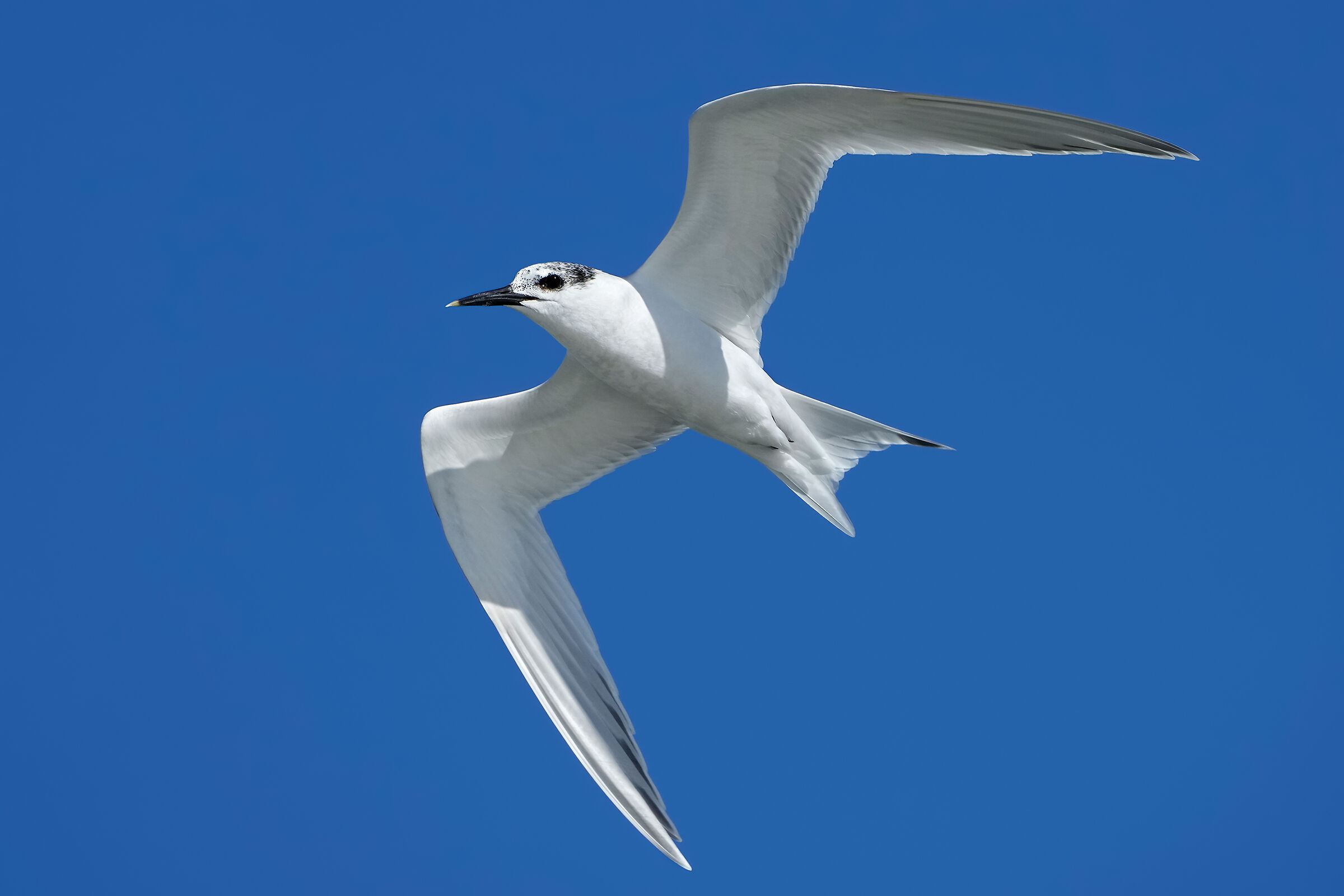 Il bianco e il blu