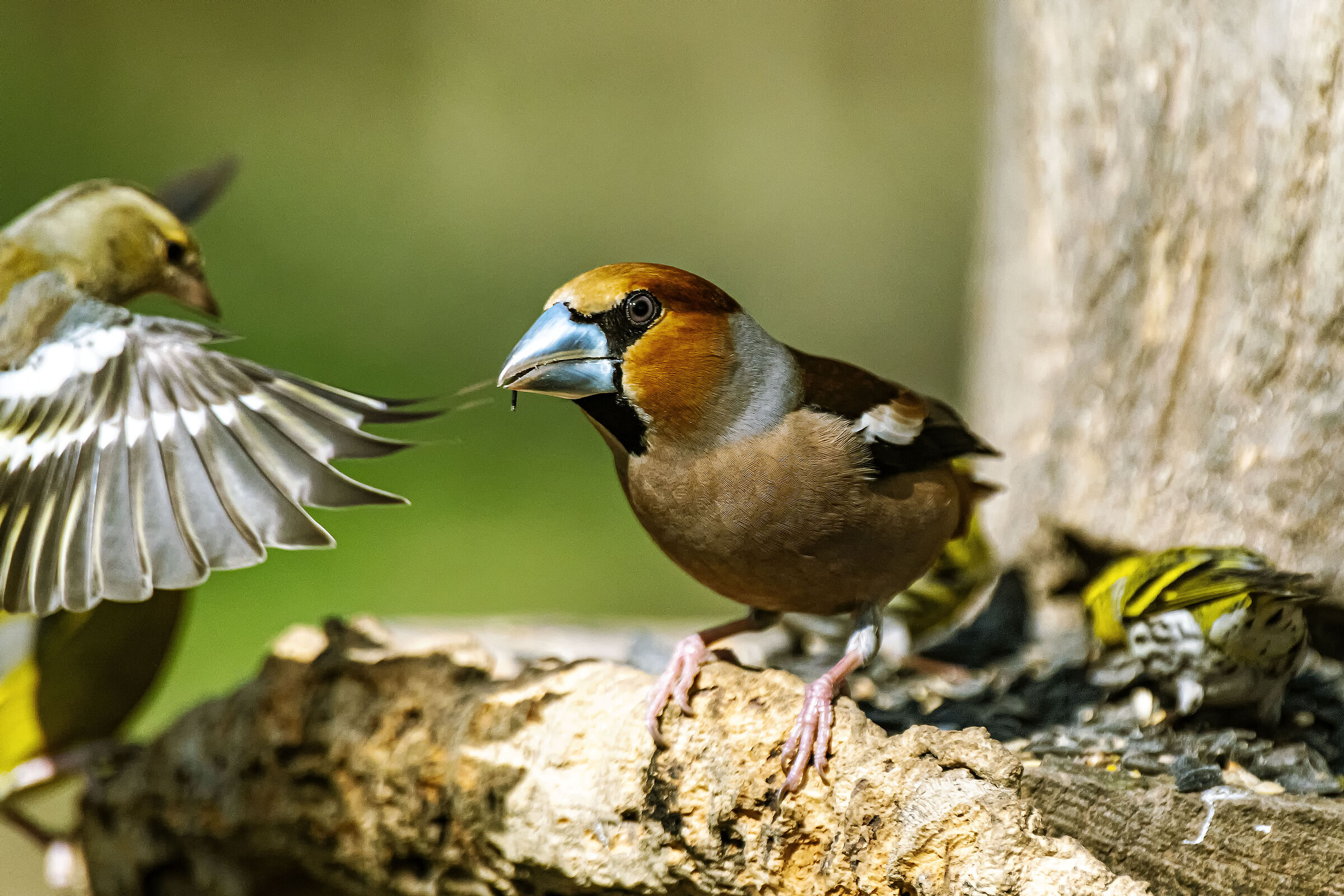 Hawfinch