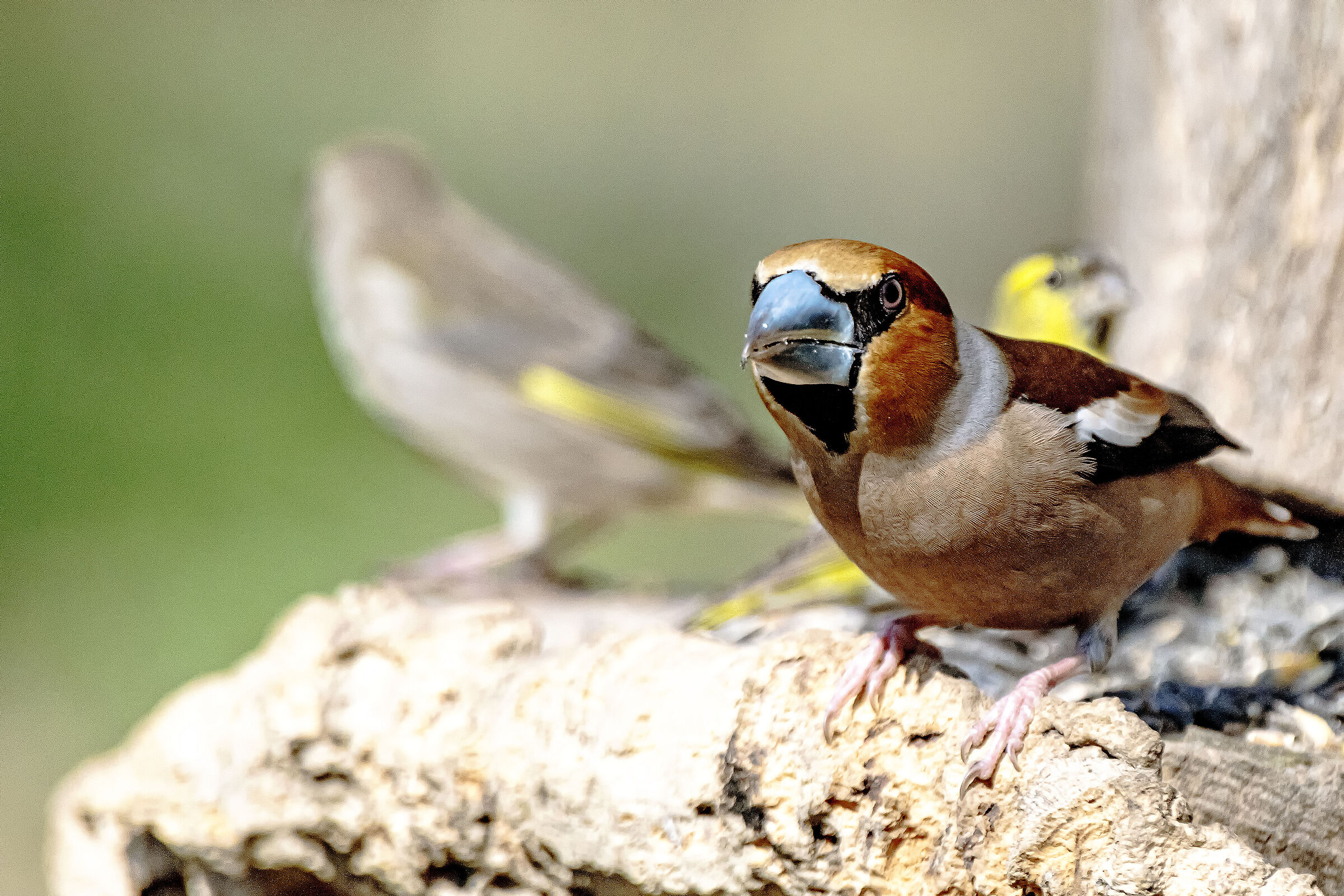 Hawfinch