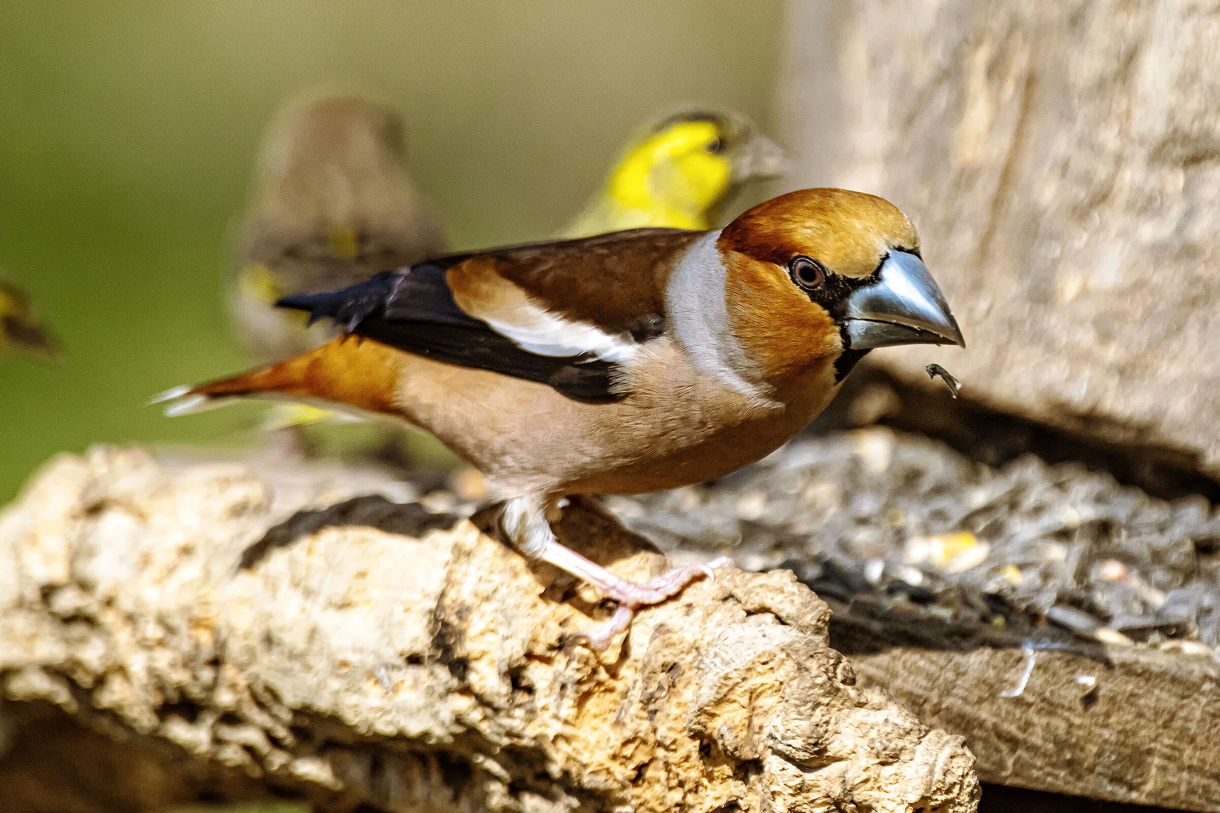 Hawfinch