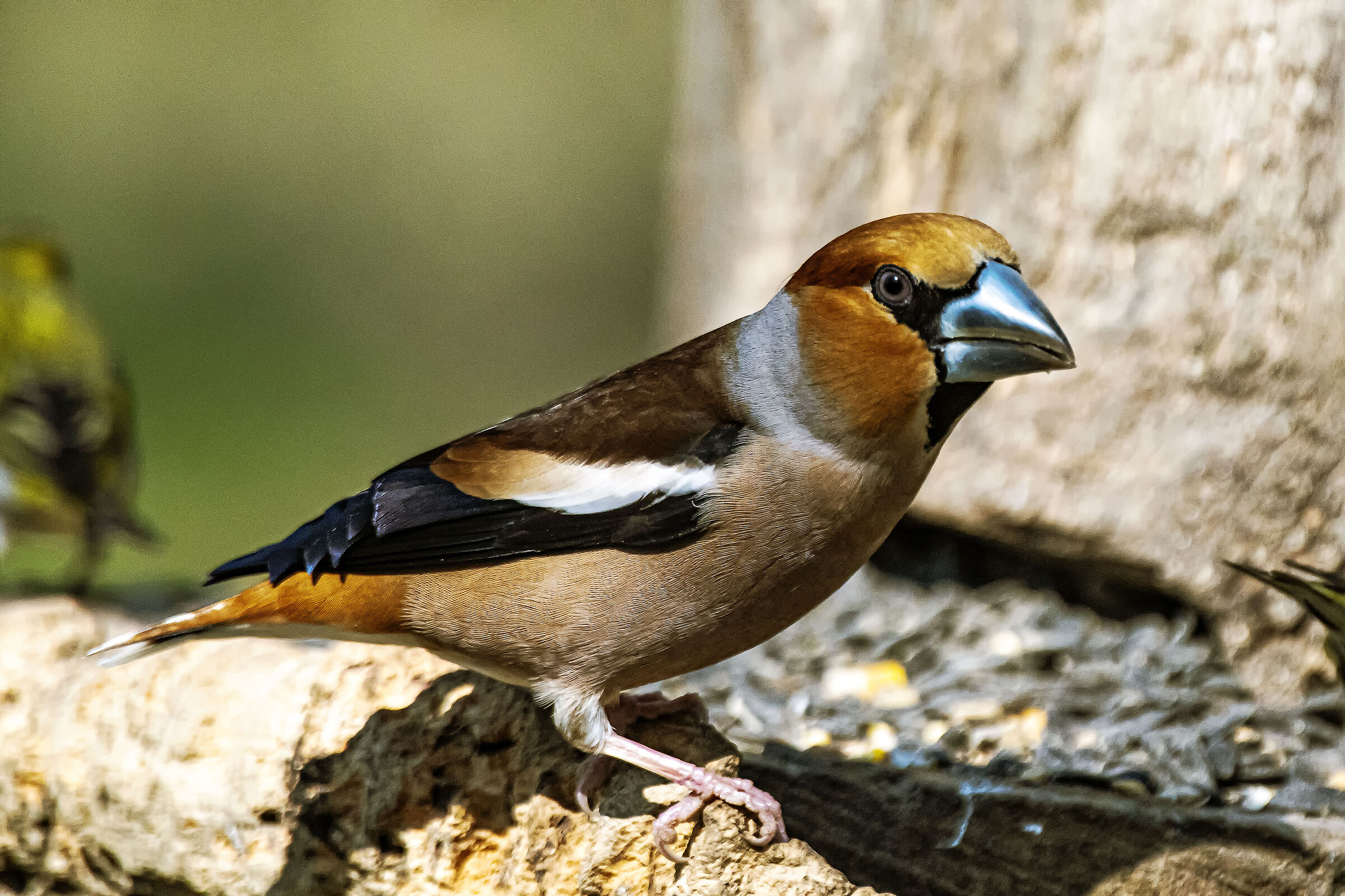 HAWFINCH
