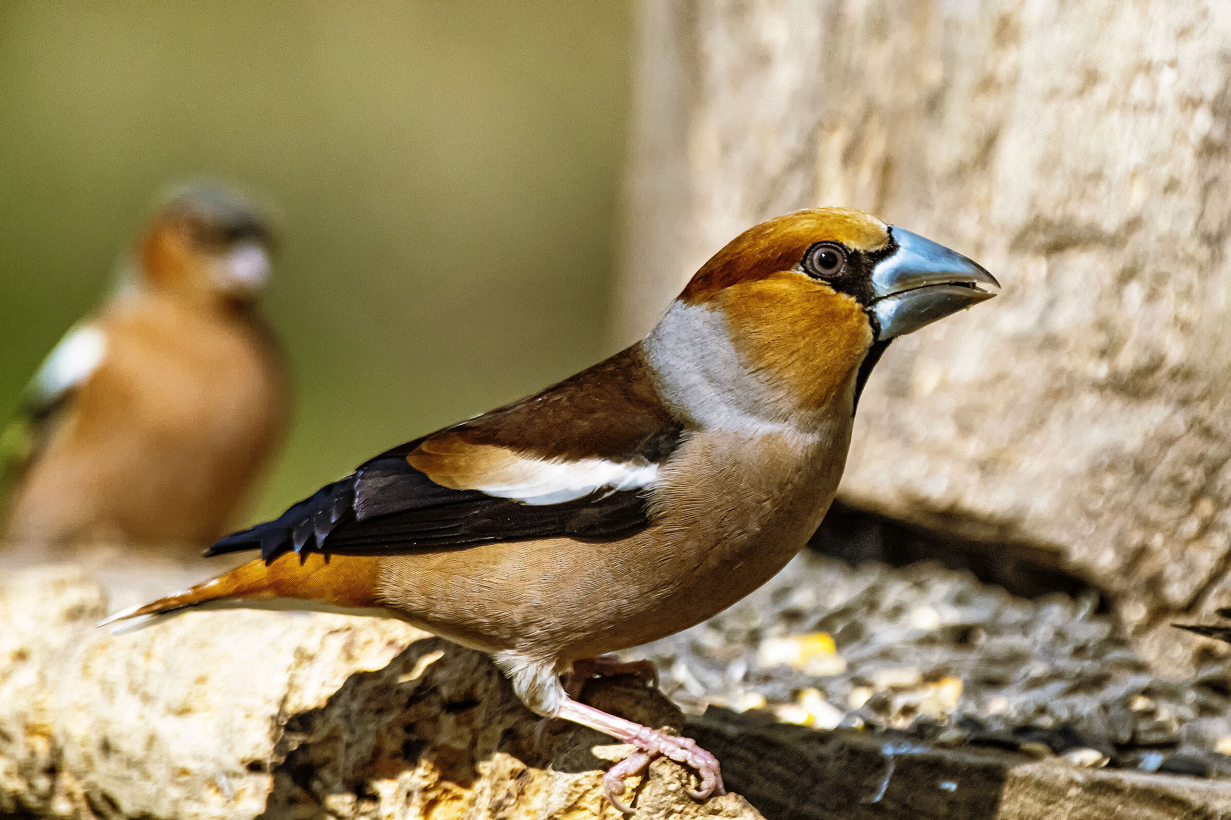 Hawfinch
