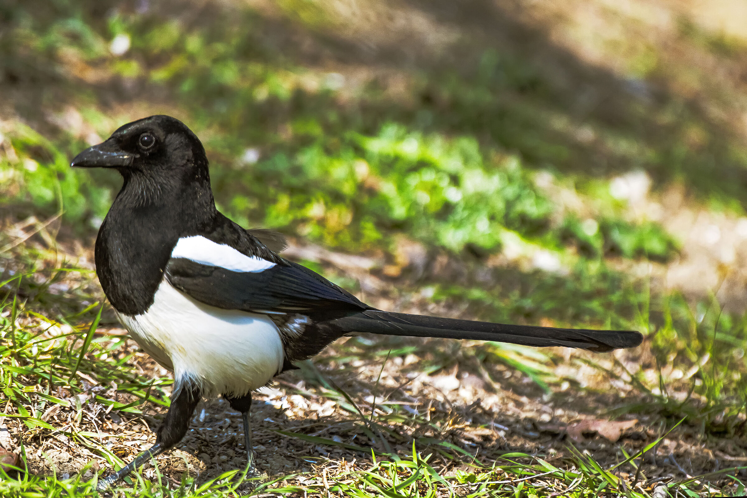 The Magpie thief