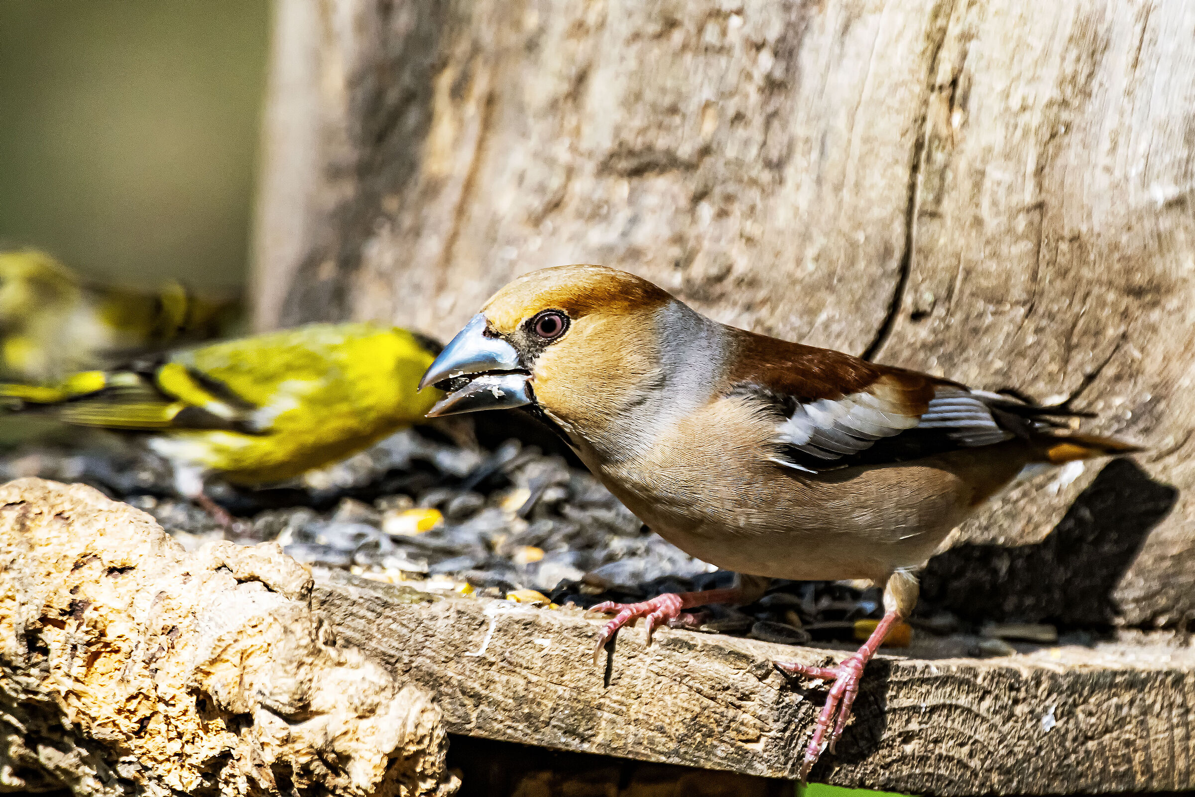Hawfinch