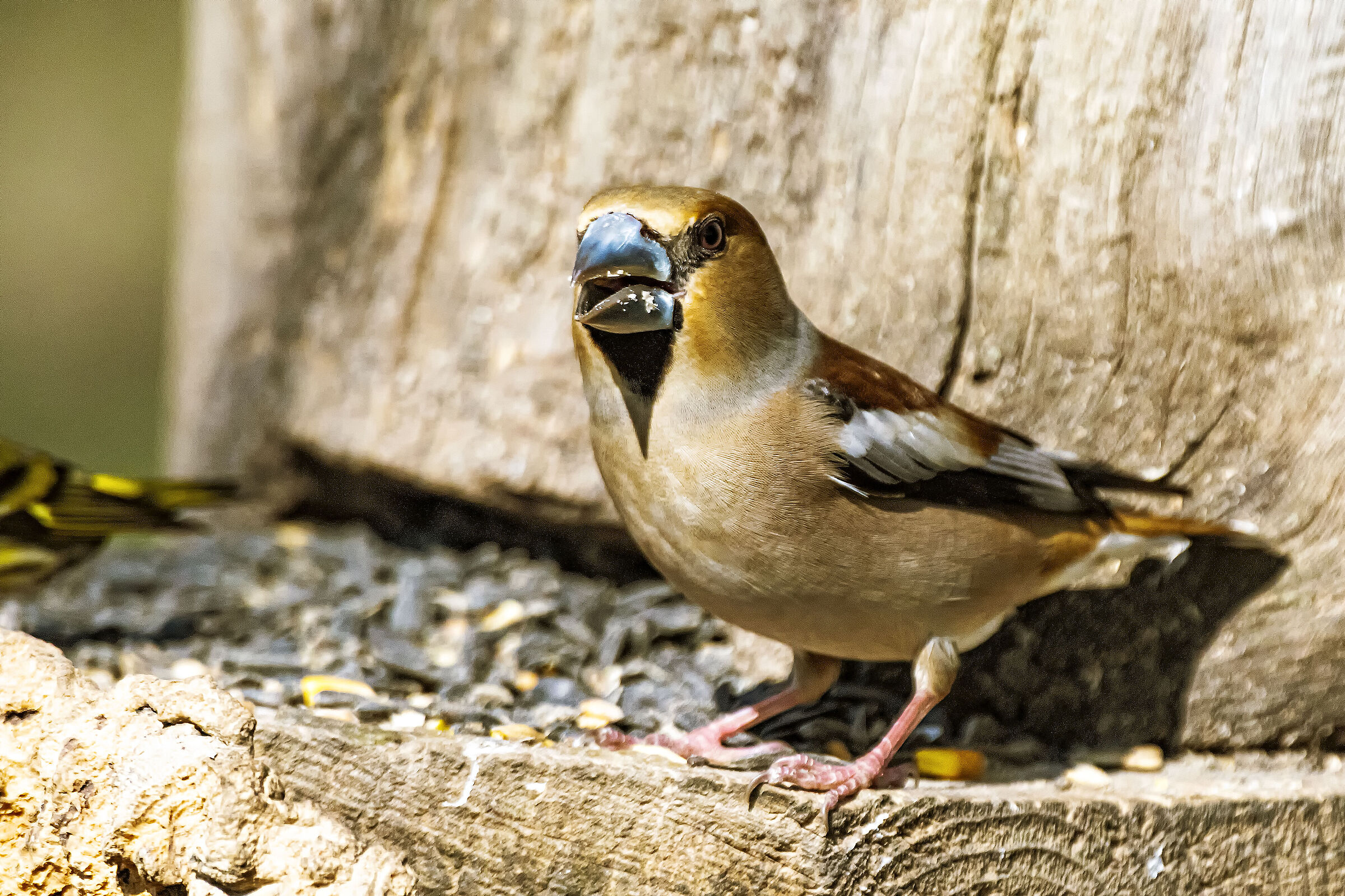 Hawfinch