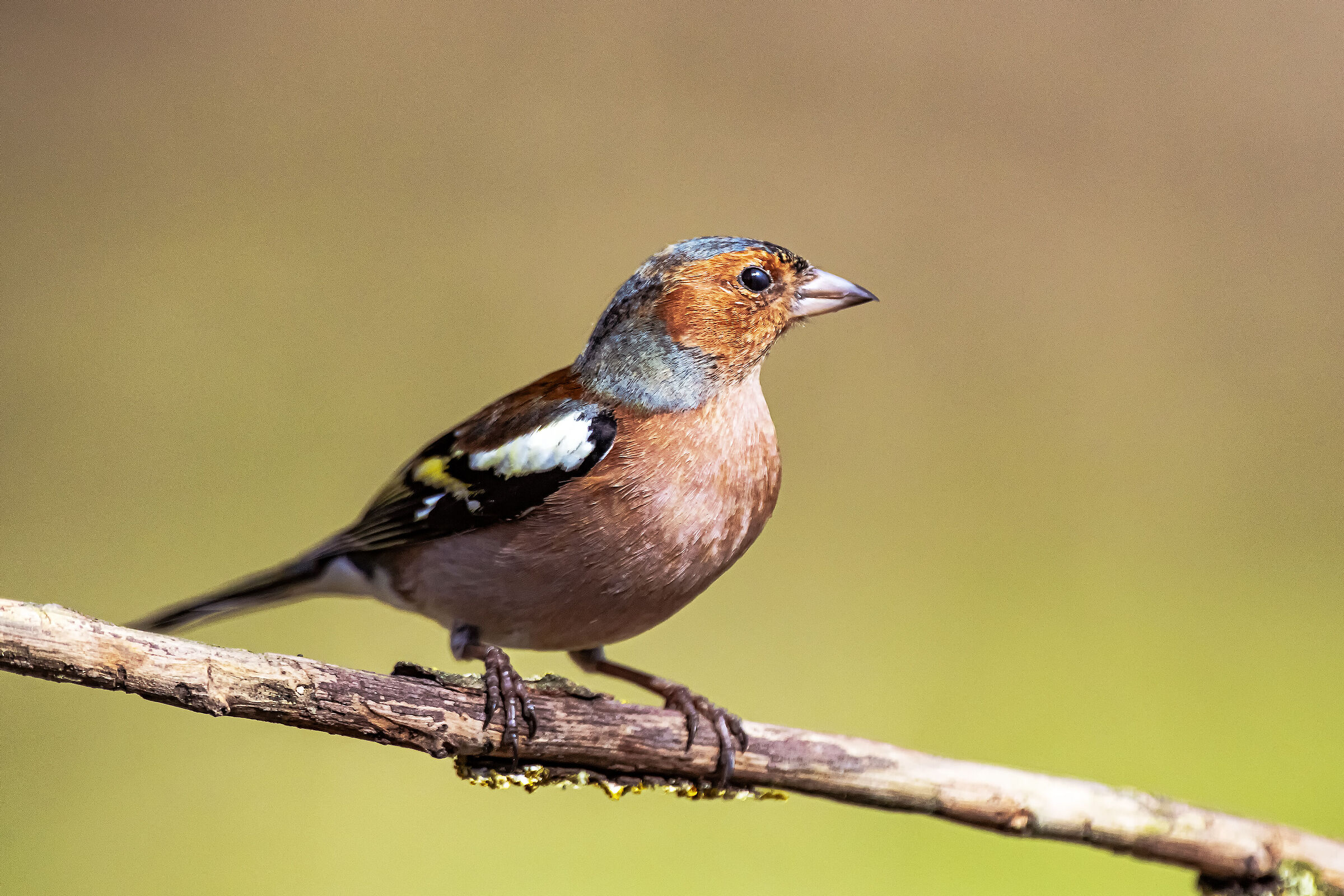 Brambling