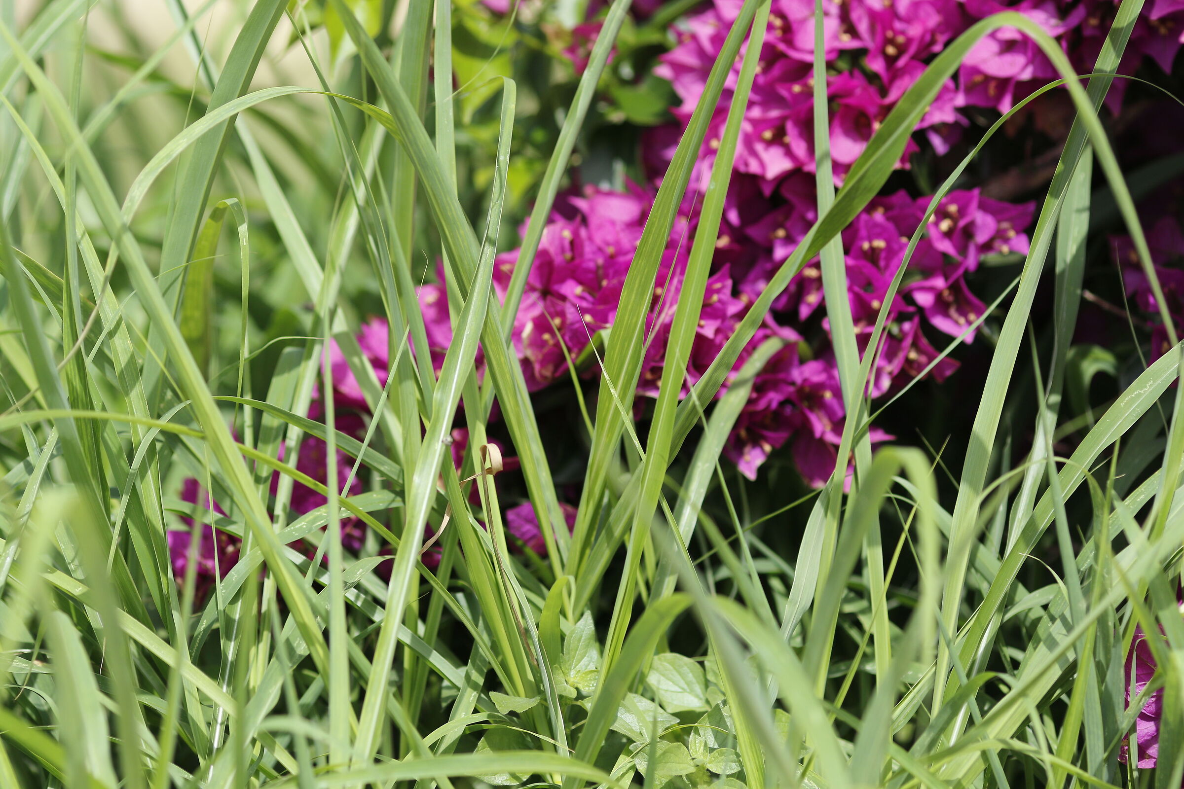 Canon 7D II- 135 F.2 L USM