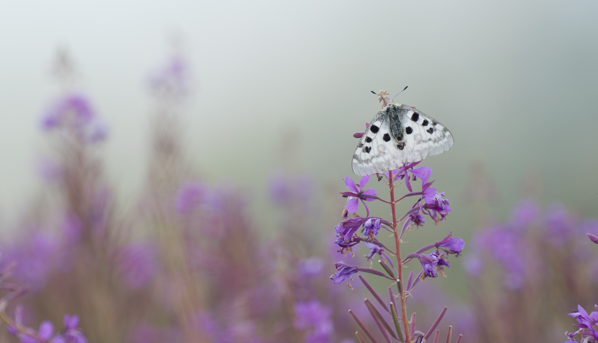 Parnassius apollo