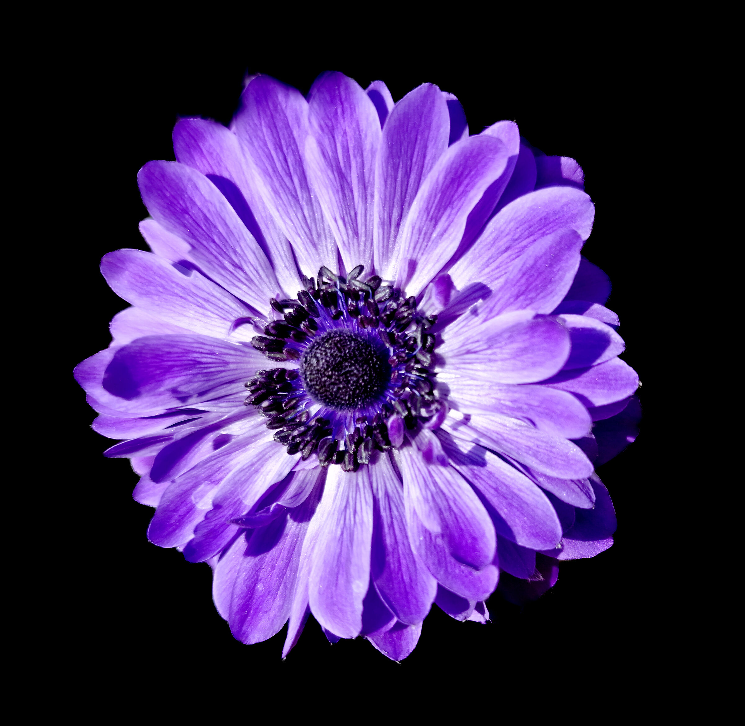 Anemone  blue