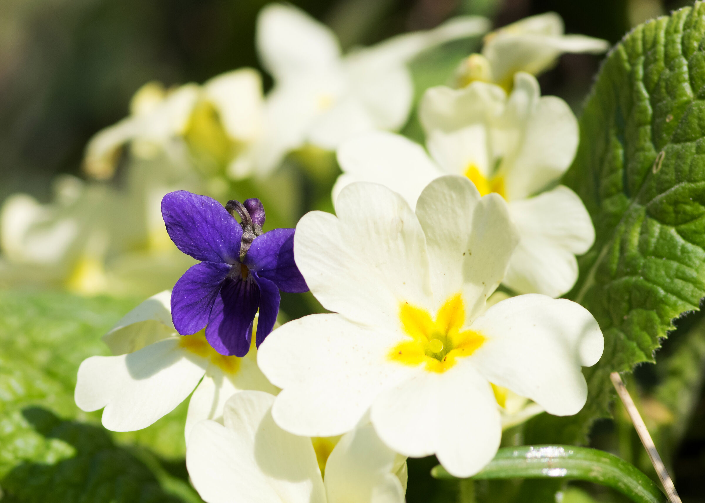 Primroses and violets