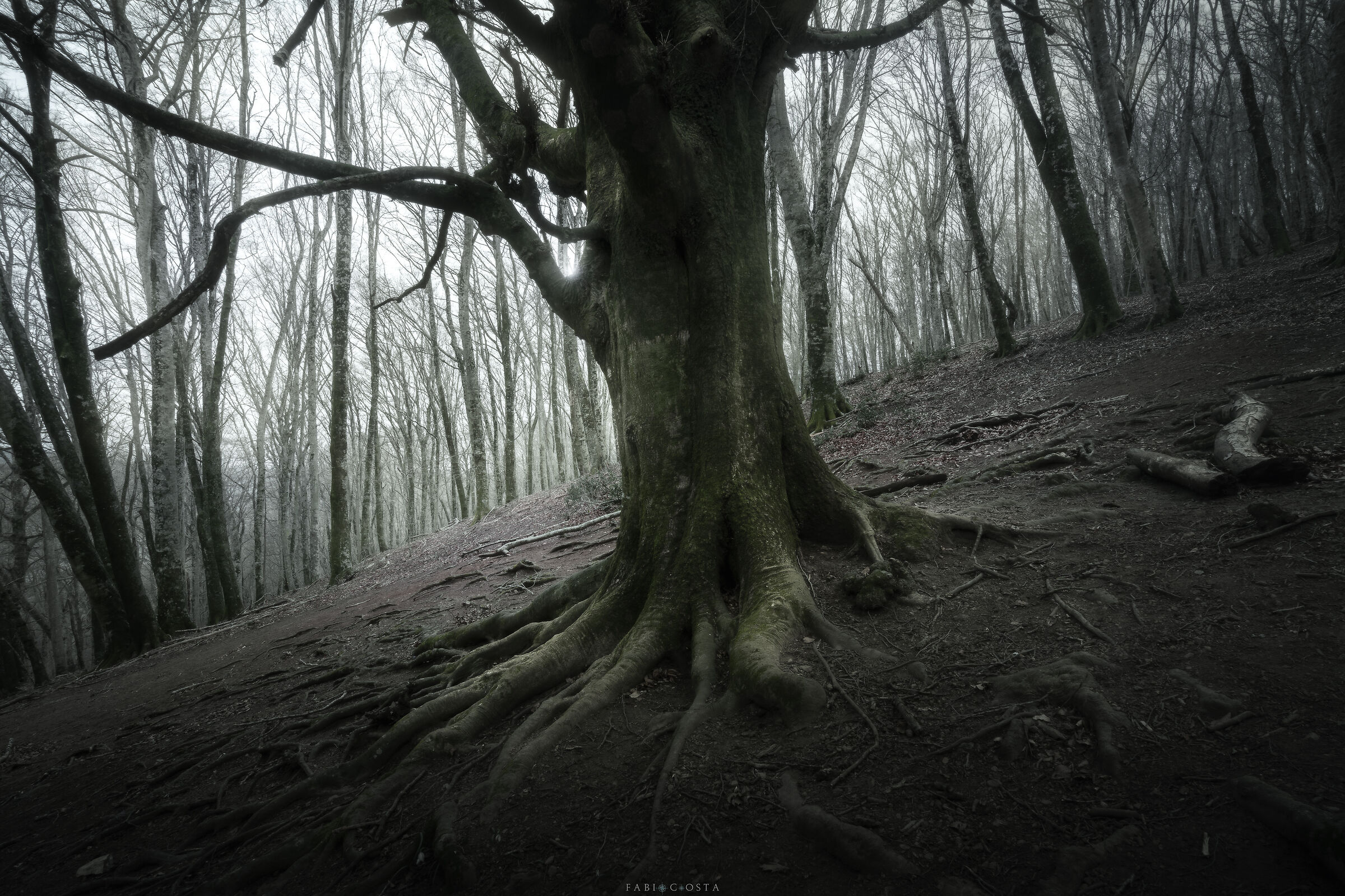 Winter forest