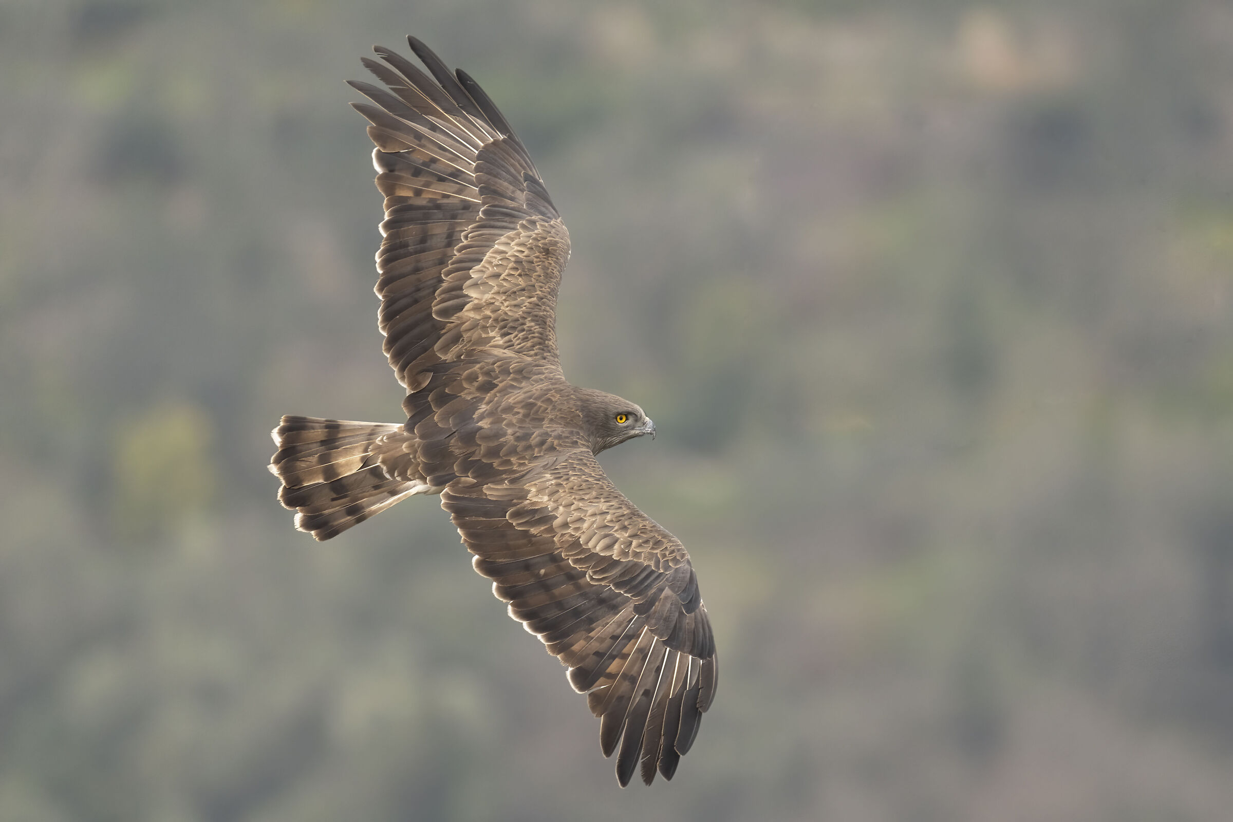 Biancone in migrazione