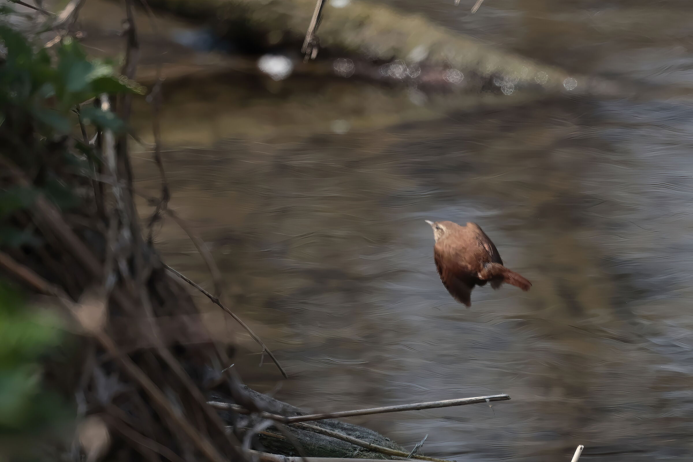 Wren