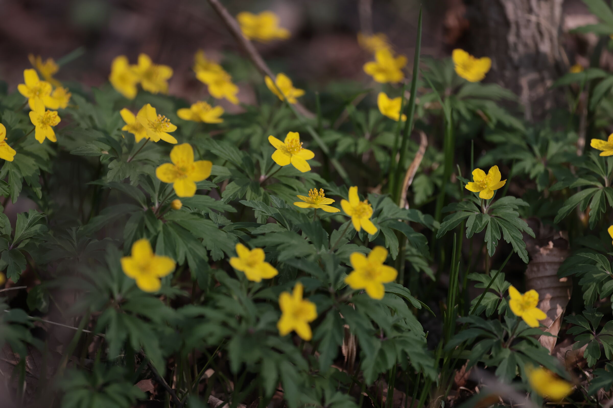 Buttercups