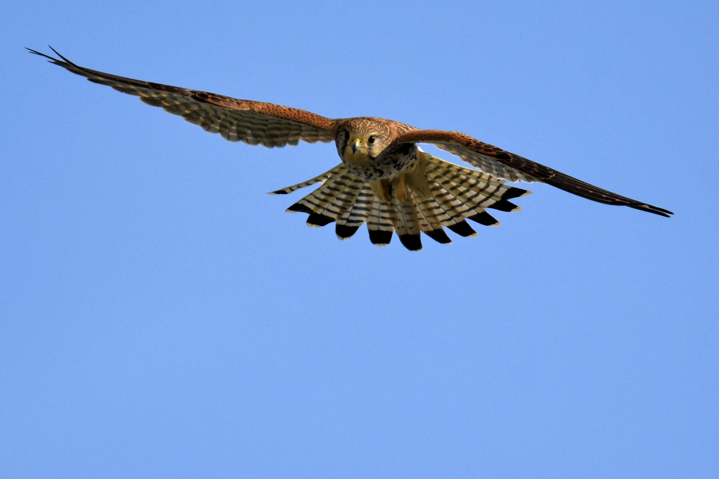 Kestrel