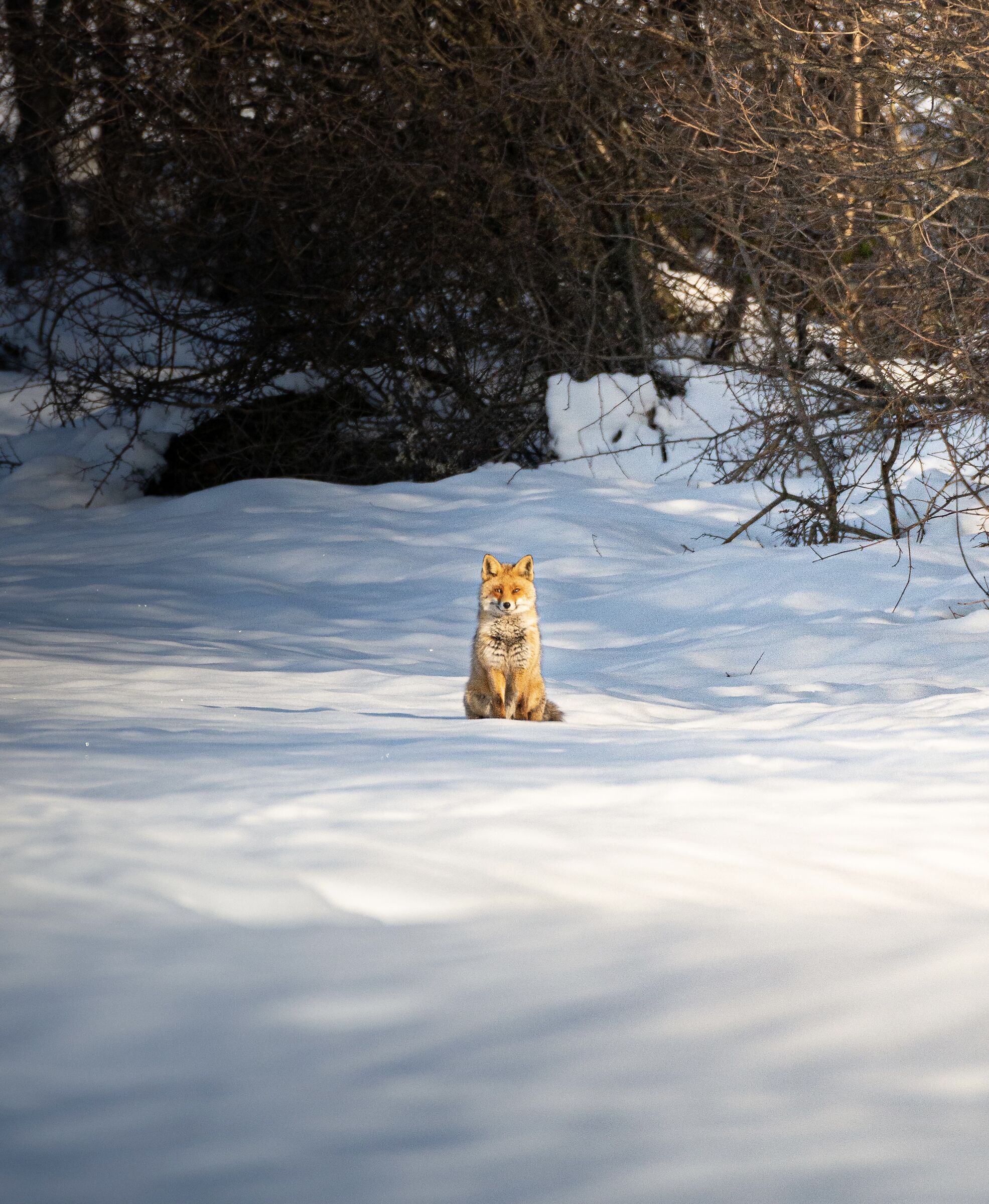 Intense glances at the warmth of dawn ?