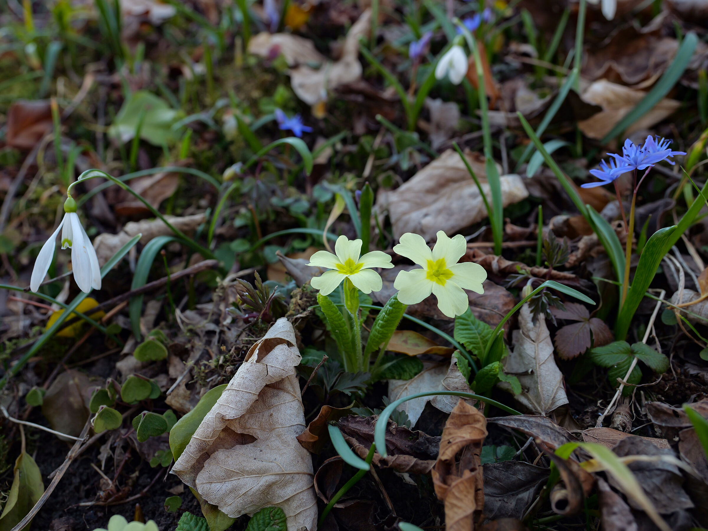 Primavera alle porte
