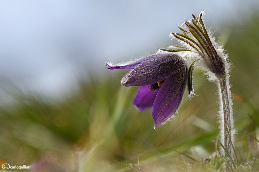 Pulsatilla montana