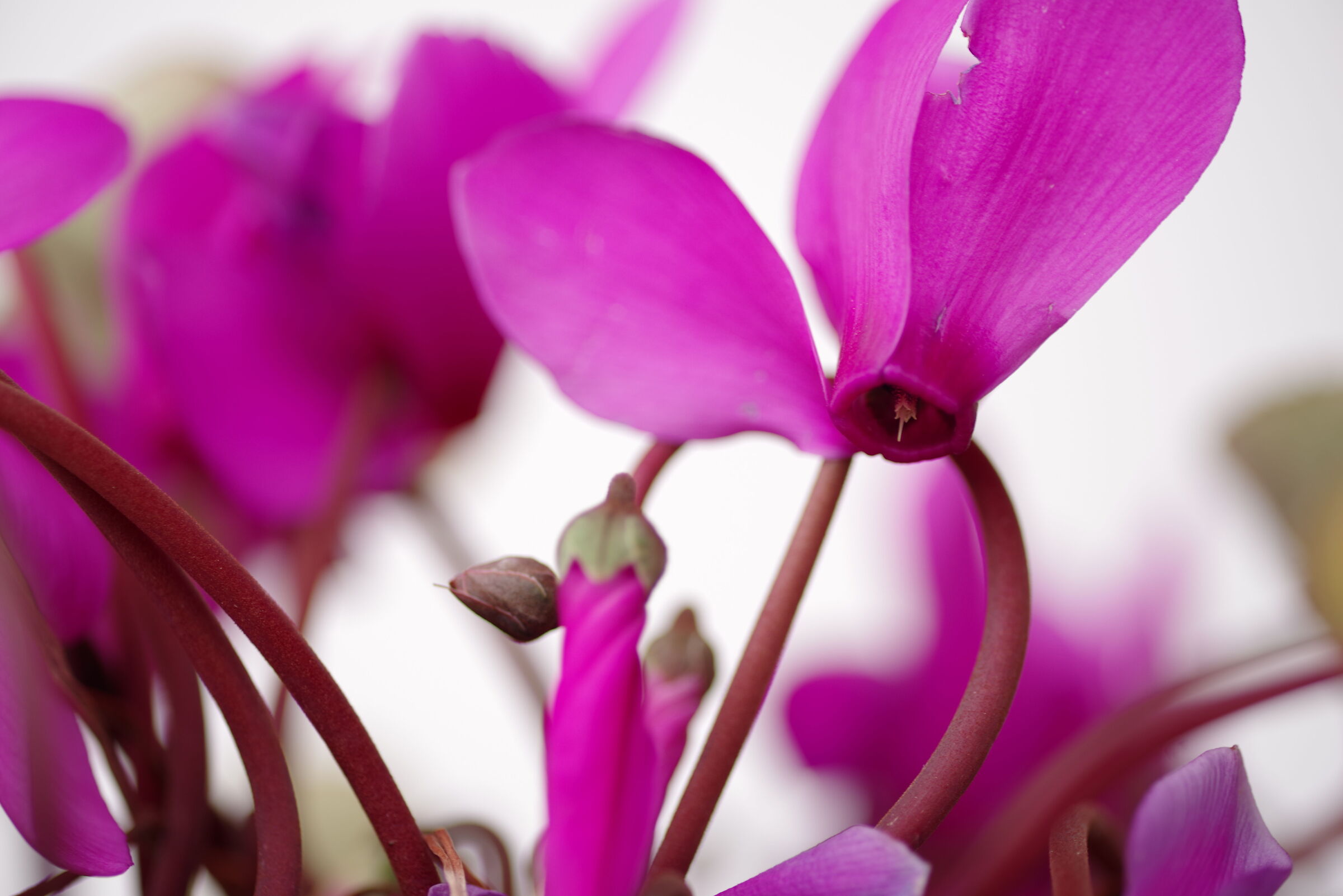 Cyclamen