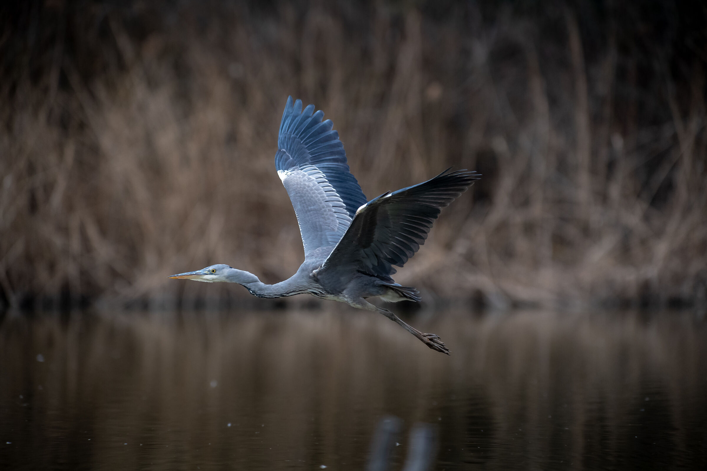 Airone cenerino in volo