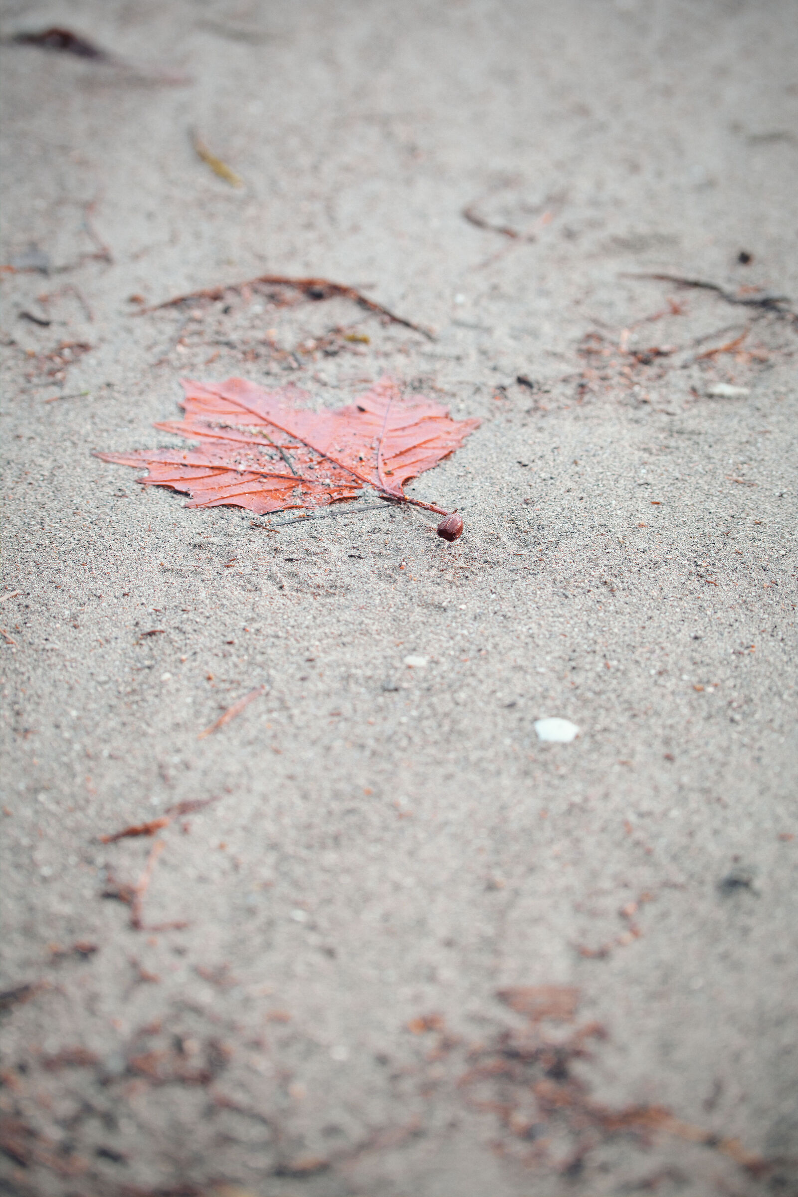Nulla al mondo è delicato come una foglia che cade.